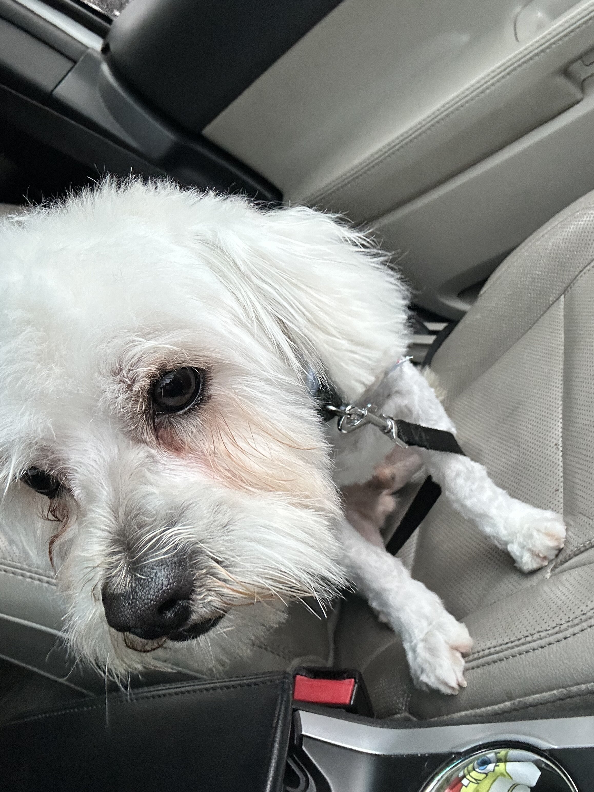 Male Maltipoo image 3