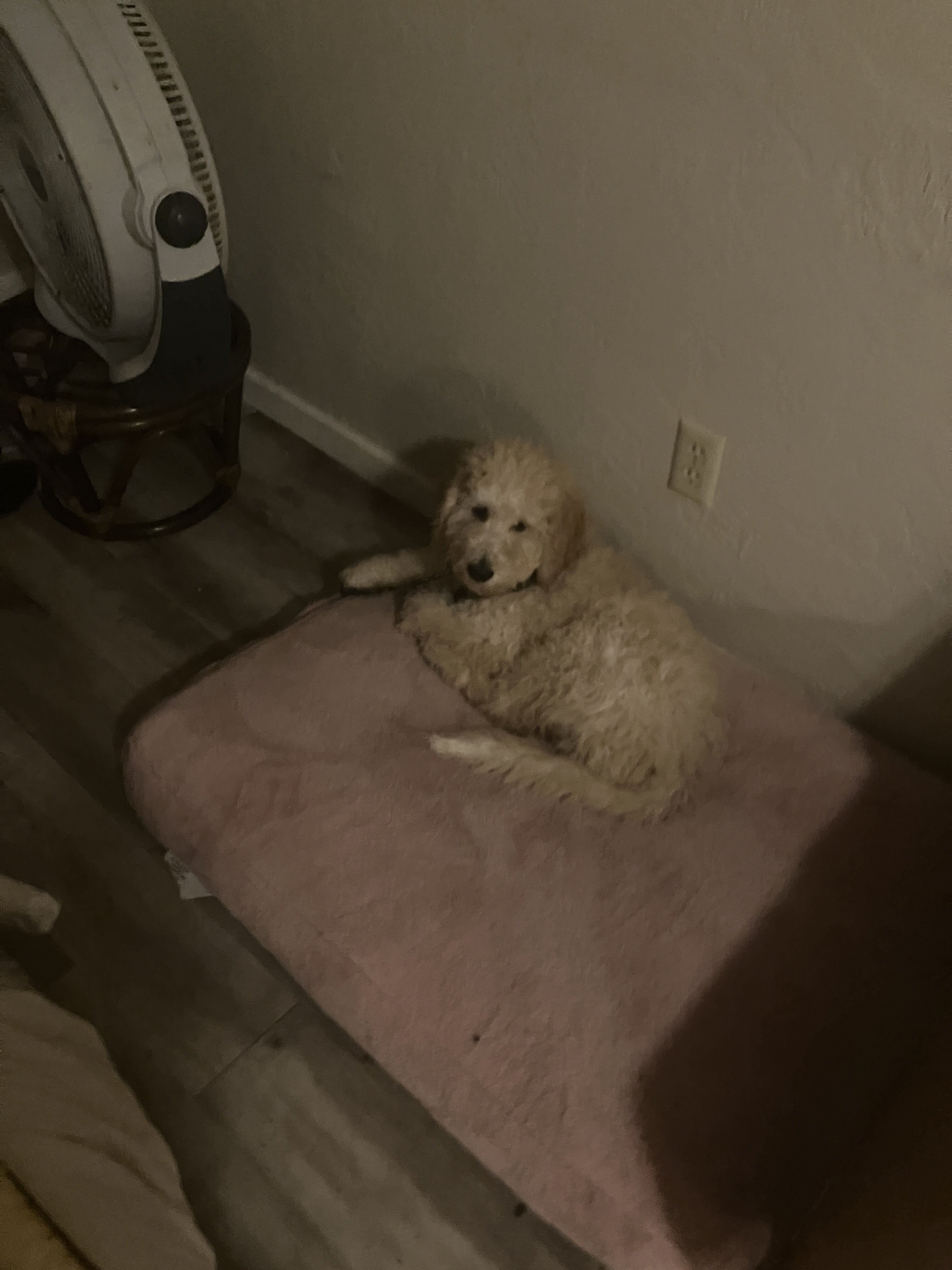 puppy 4 mosvery active food motivated for sale image 3
