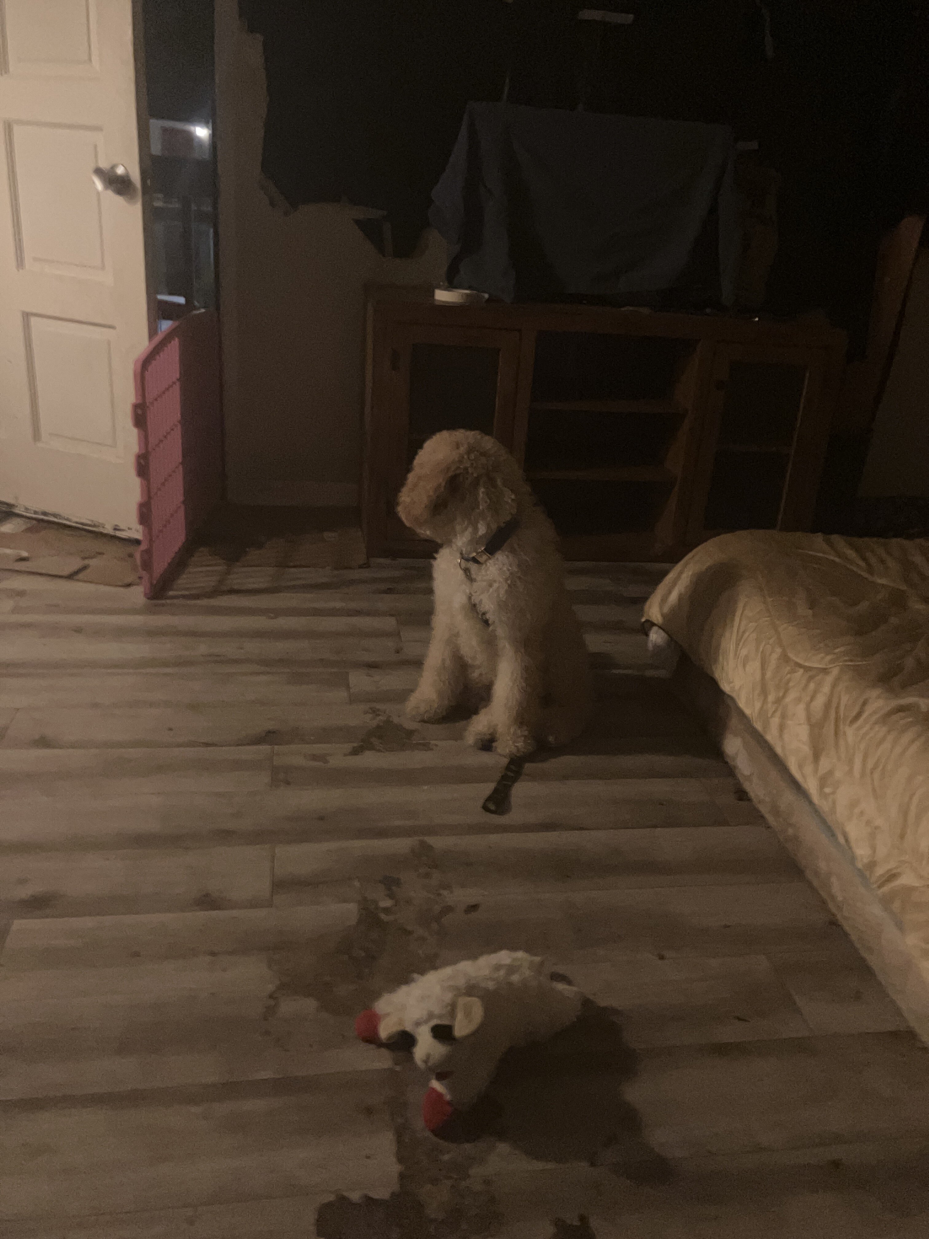 puppy 4 mosvery active food motivated for sale image 1