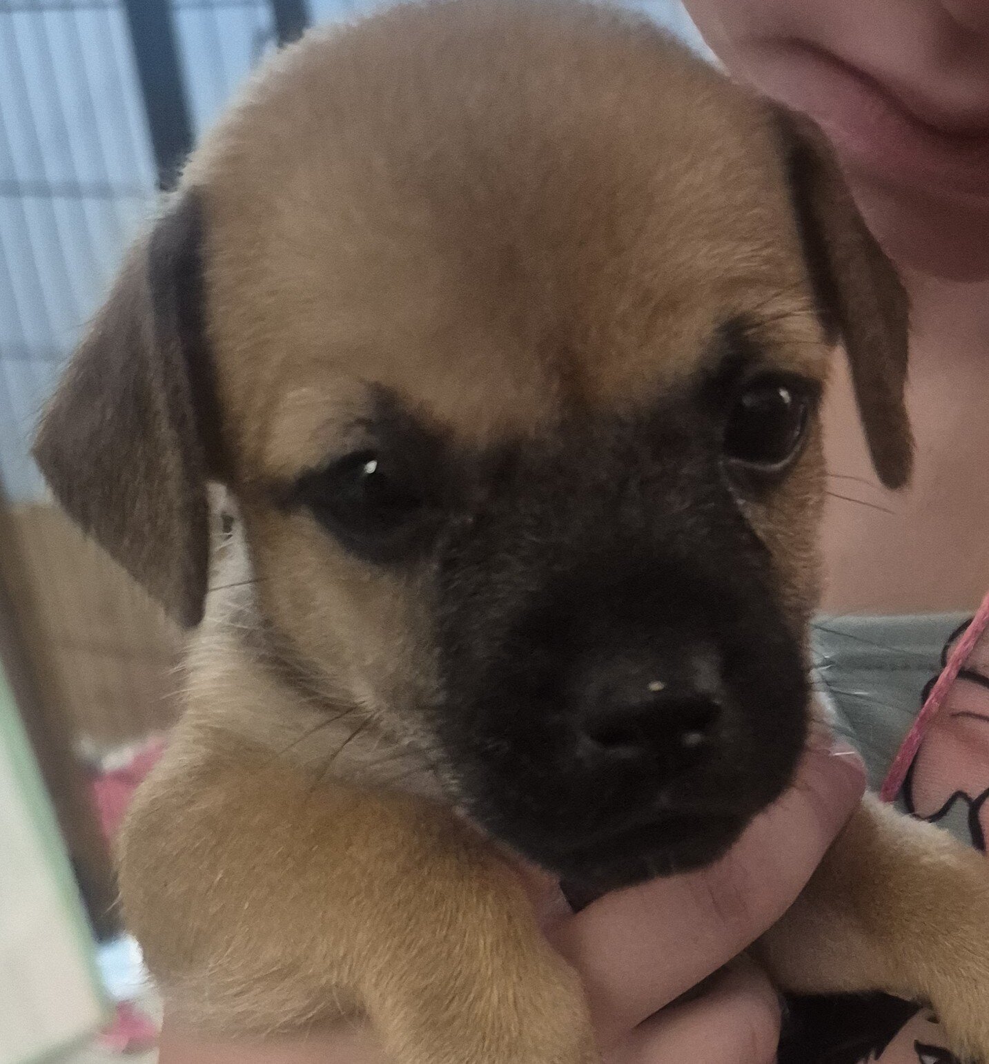 Puppies image 1