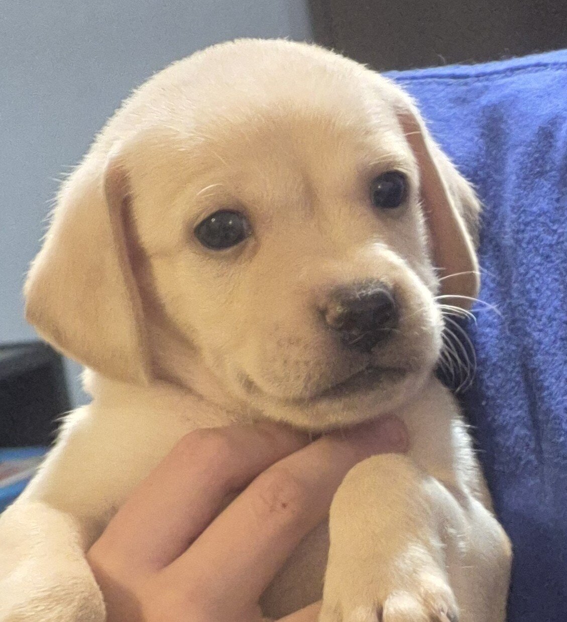 Puppies image 5