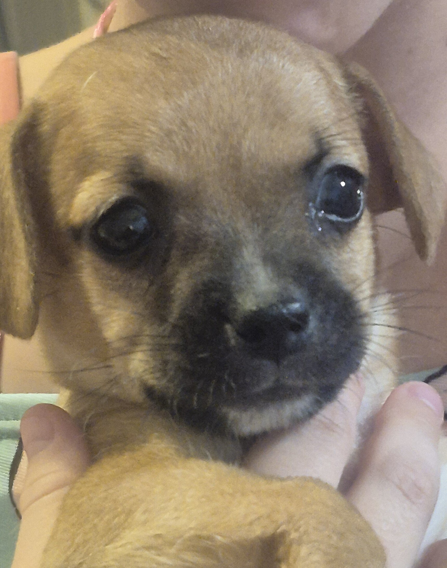 Puppies image 2