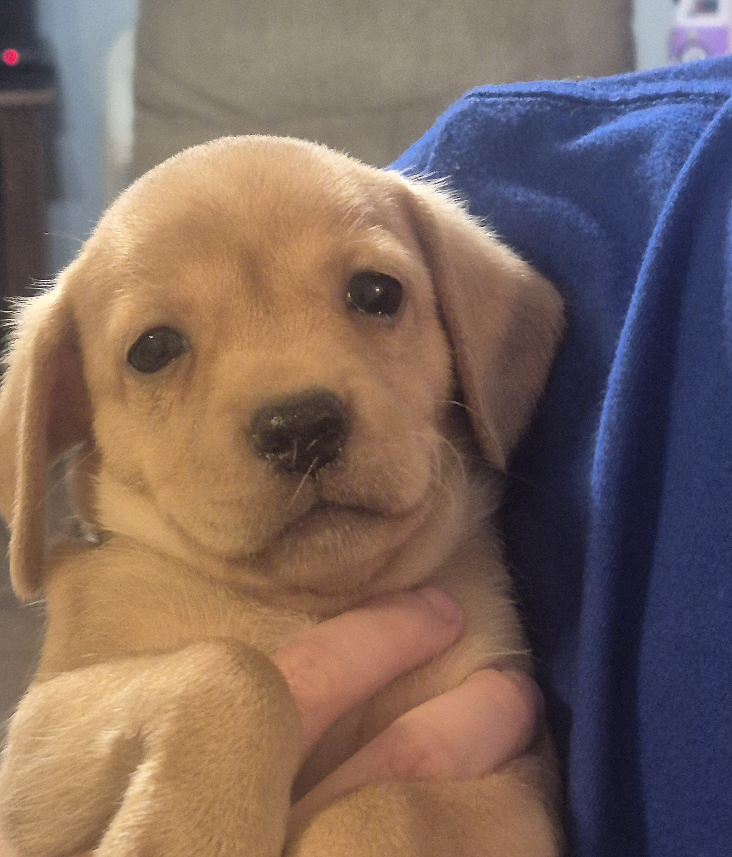 Puppies image 4