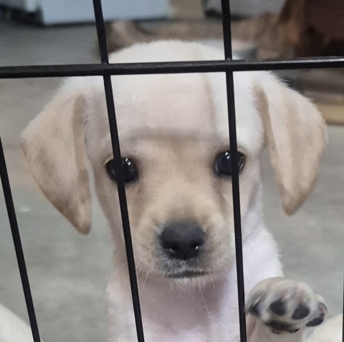 Puppies image 3