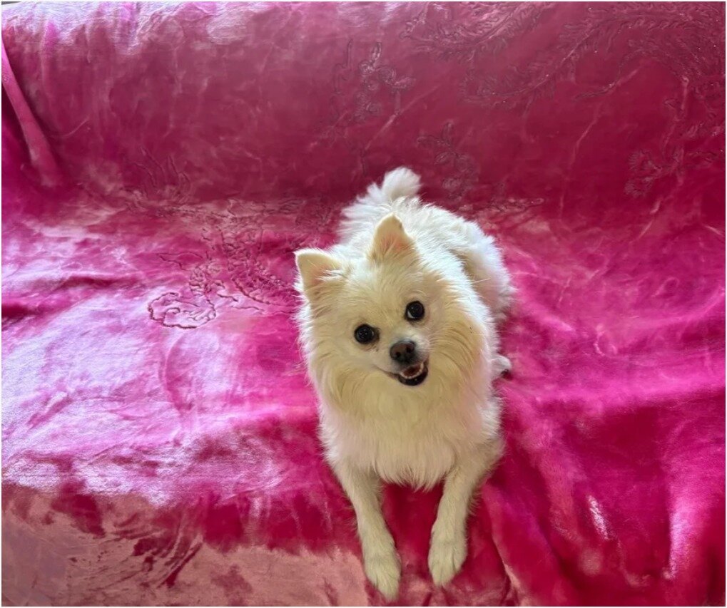 Gorgeous Pomsky Puppies image 6