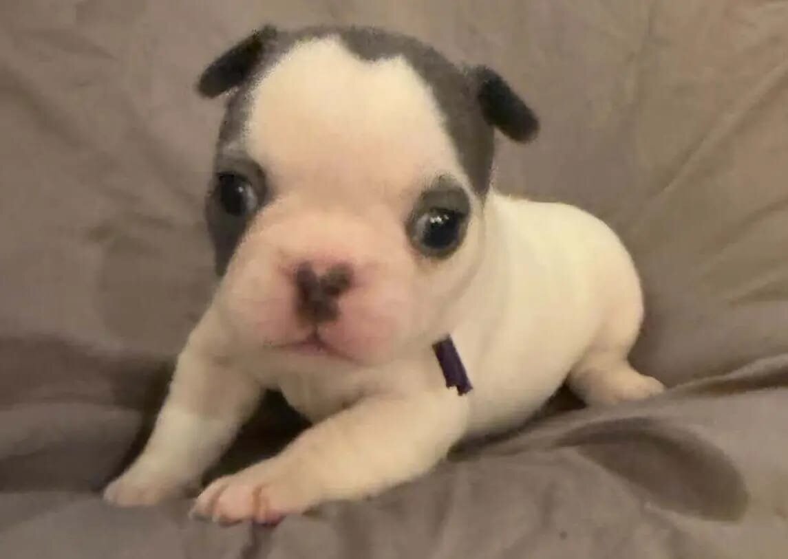 French Bulldog image 7