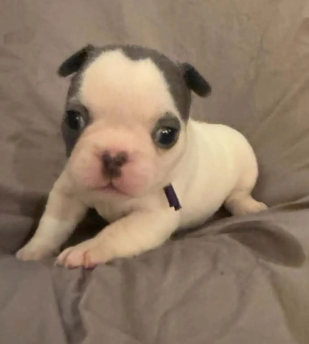 French Bulldog image 6