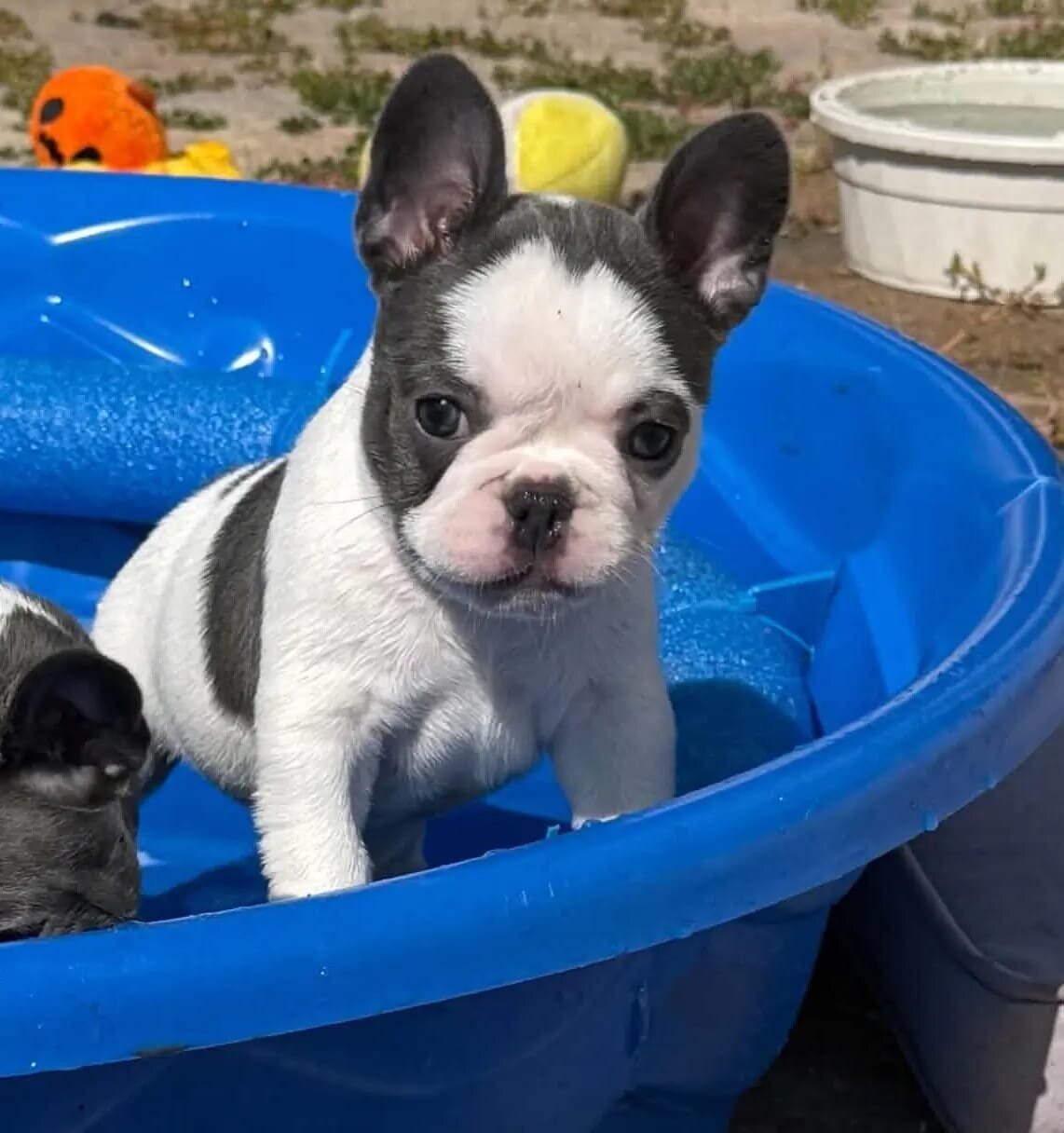 French Bulldog image 1