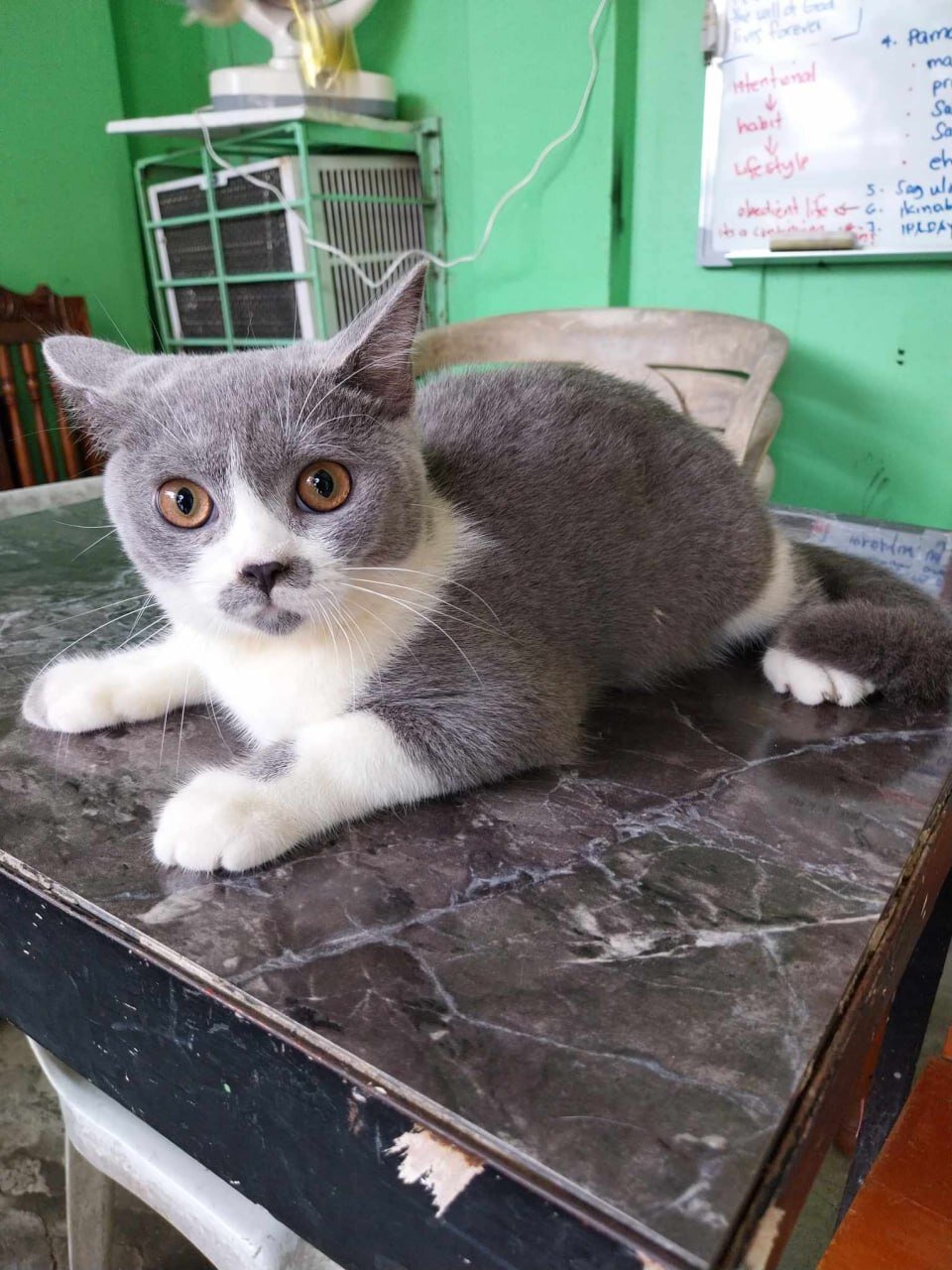 Beautiful Gray & White Cat – Friendly, Playful image 1