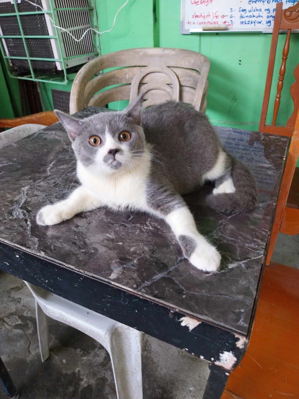 Beautiful Gray & White Cat – Friendly, Playful image 2
