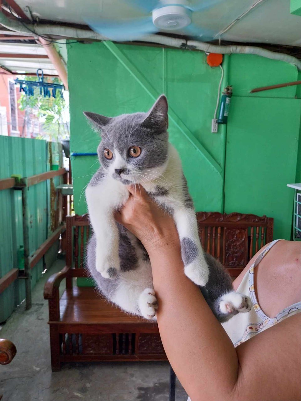 Beautiful Gray & White Cat – Friendly, Playful image 3