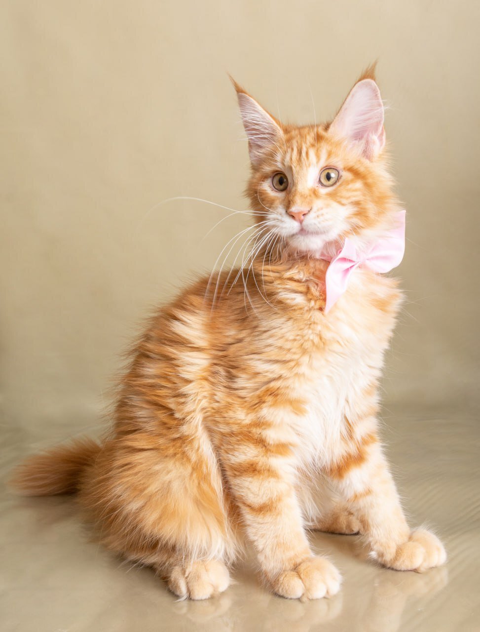 Beautiful Orange Long-Haired Male Cat – Friendly image 2