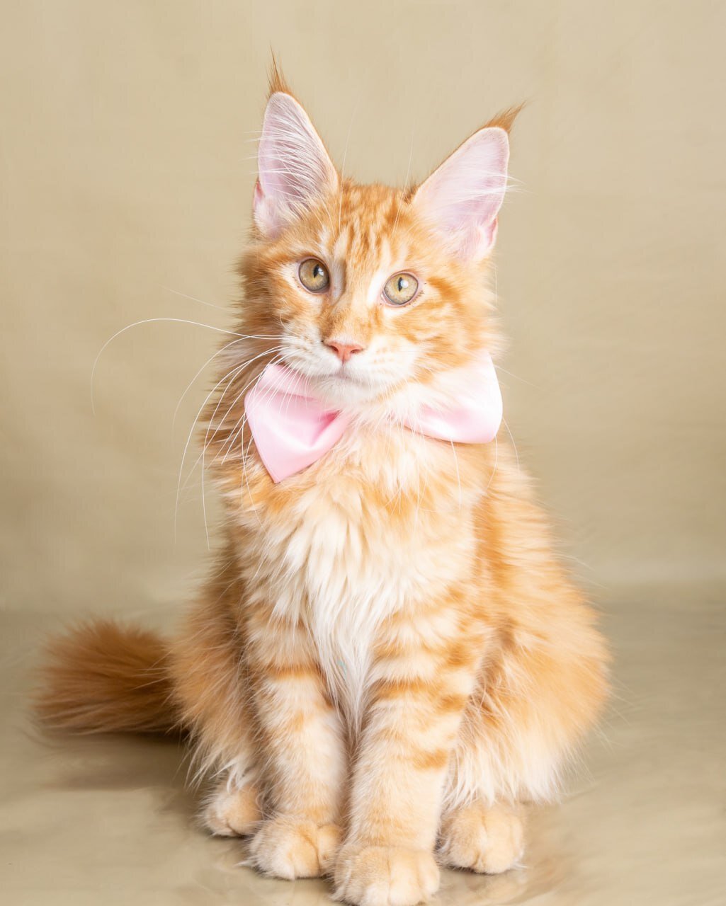 Beautiful Orange Long-Haired Male Cat – Friendly image 1
