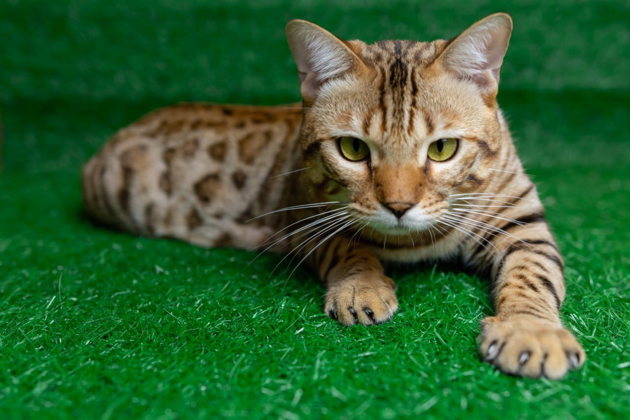 Beautiful Brown Spotted Bengal-Type Cat Looking image 2