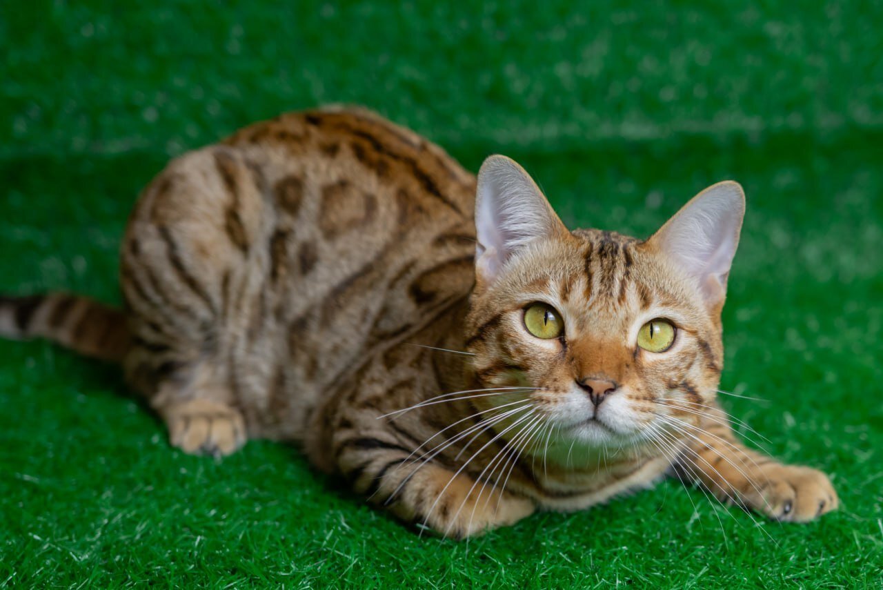 Beautiful Brown Spotted Bengal-Type Cat Looking image 3