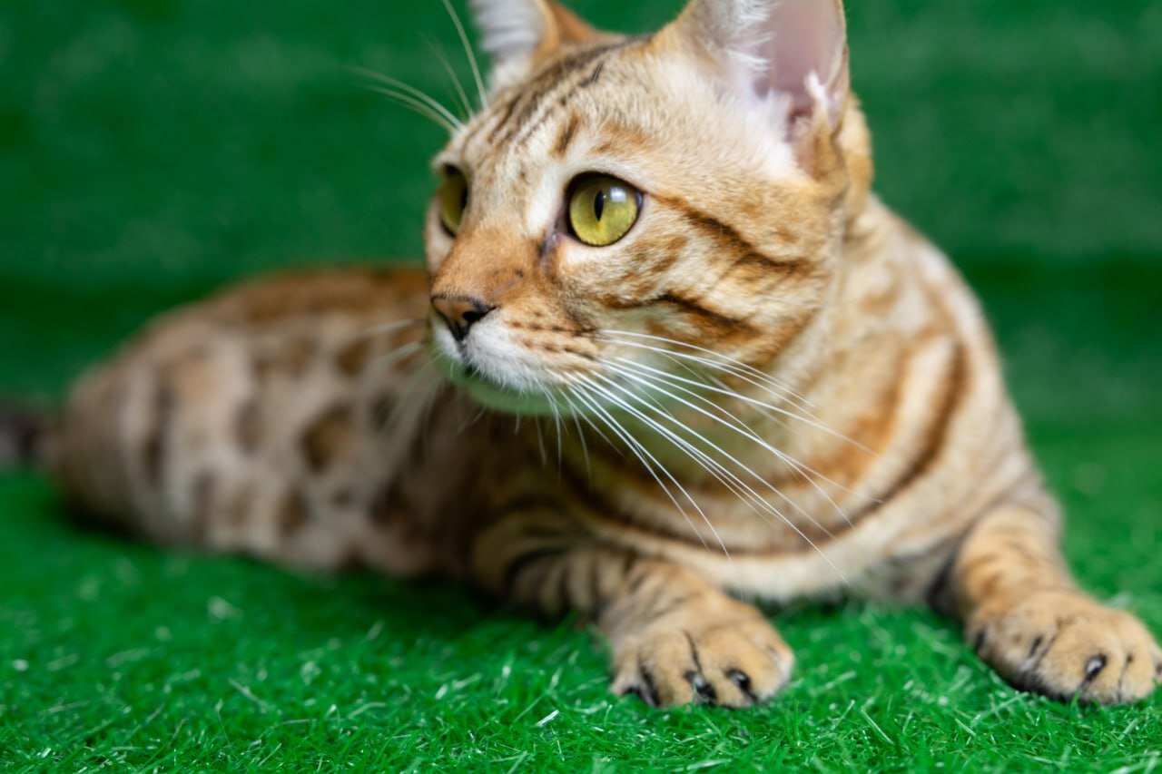 Beautiful Brown Spotted Bengal-Type Cat Looking image 1