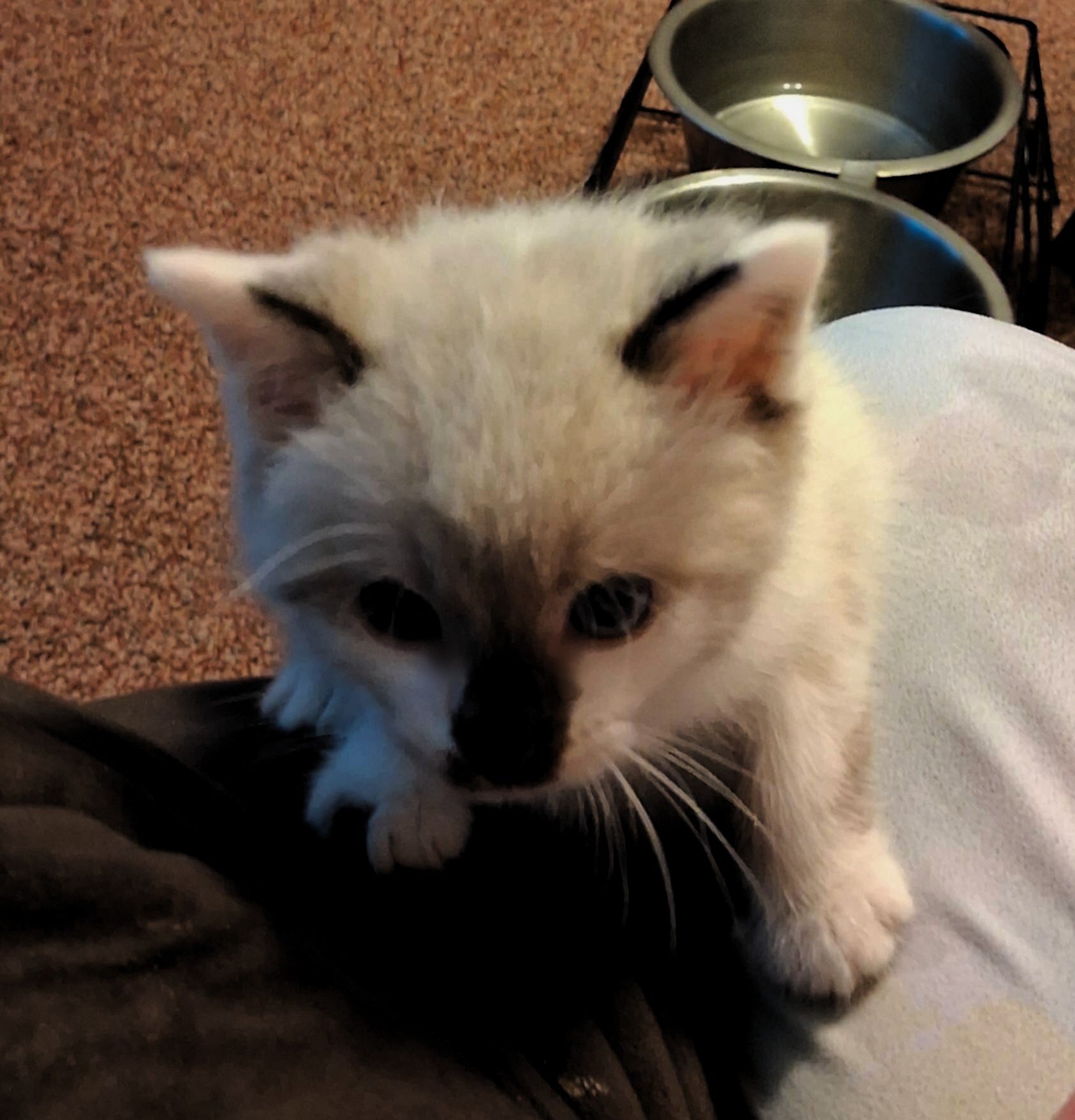 Snowshoe Kitten image 6
