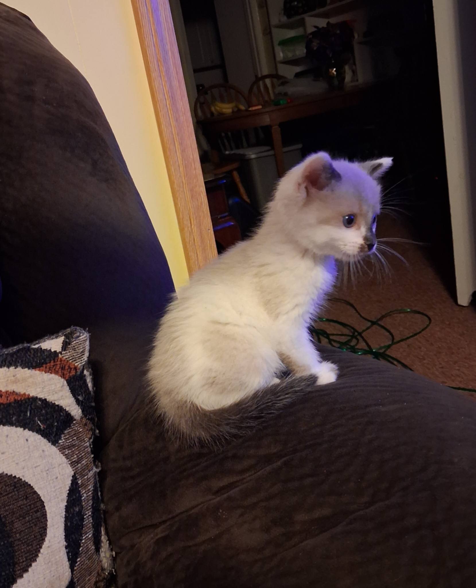 Snowshoe Kitten image 3