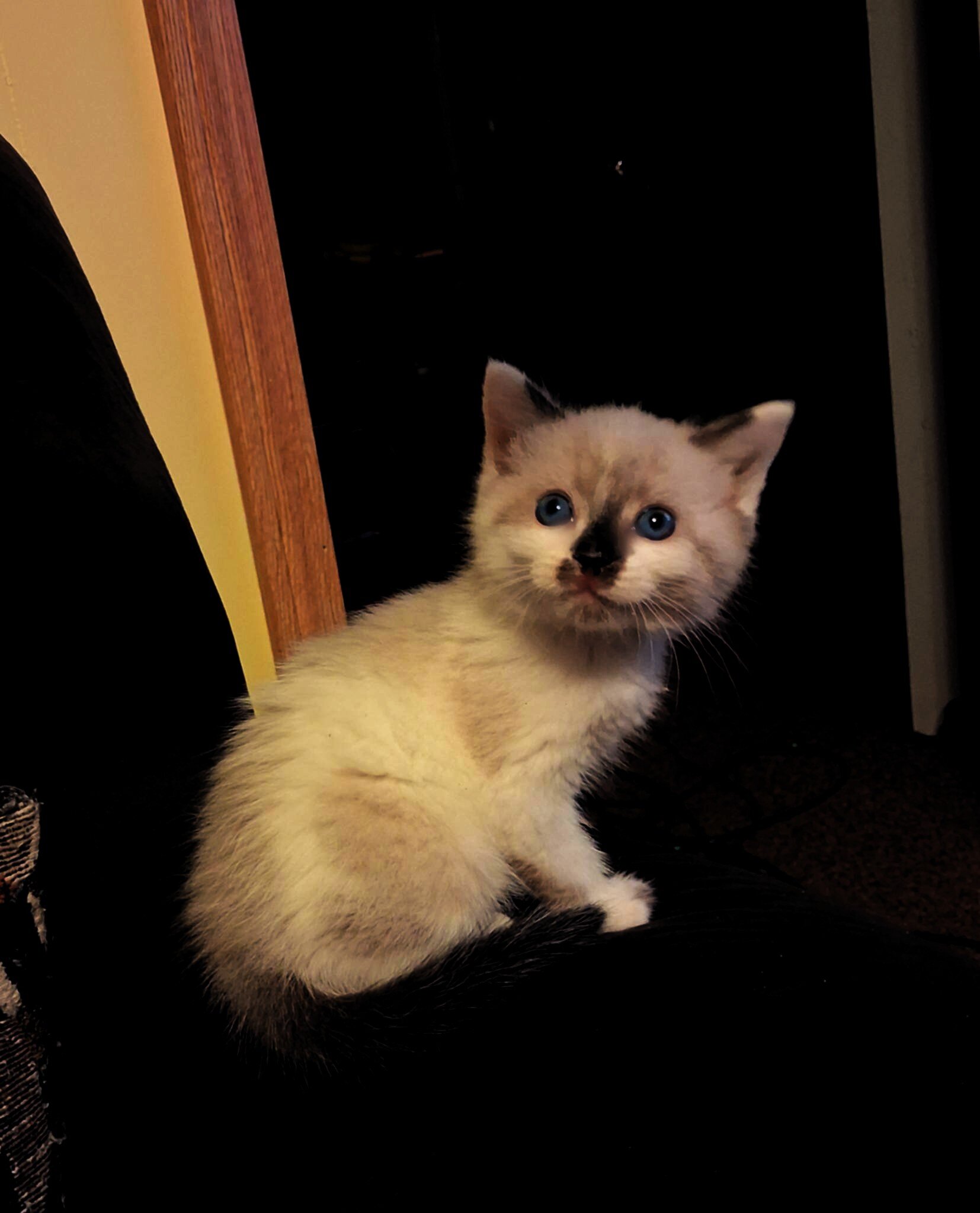Snowshoe Kitten image 7