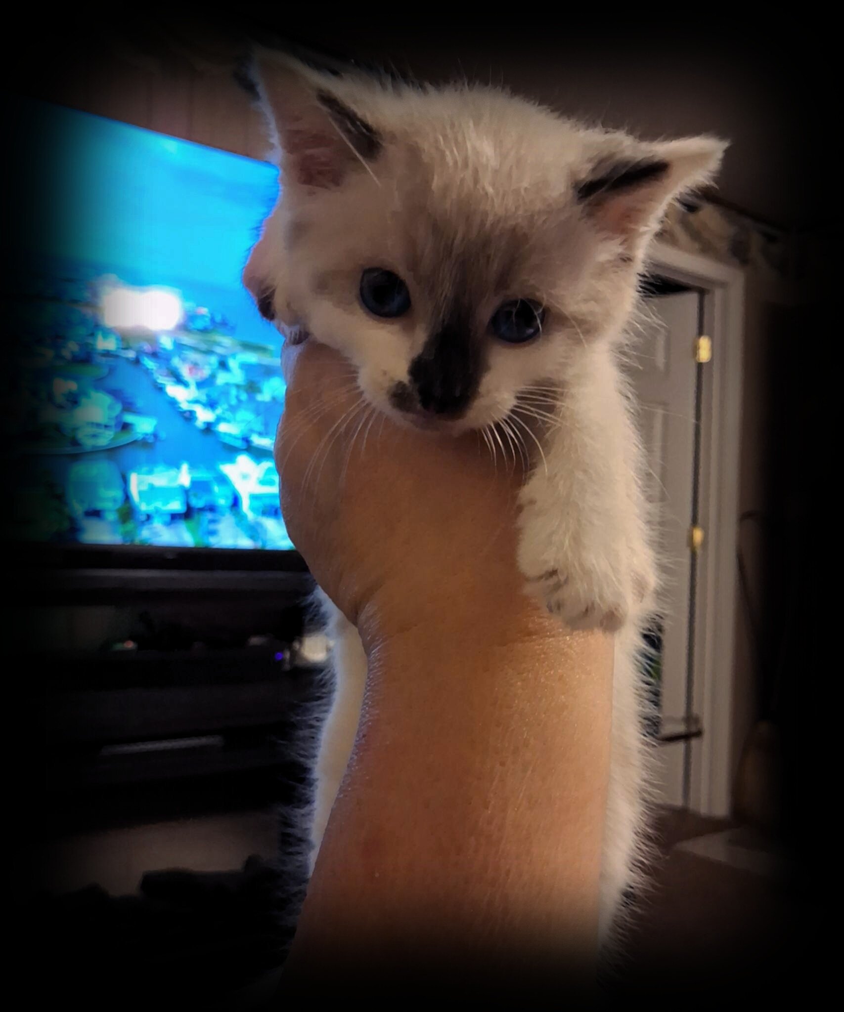 Snowshoe Kitten image 5