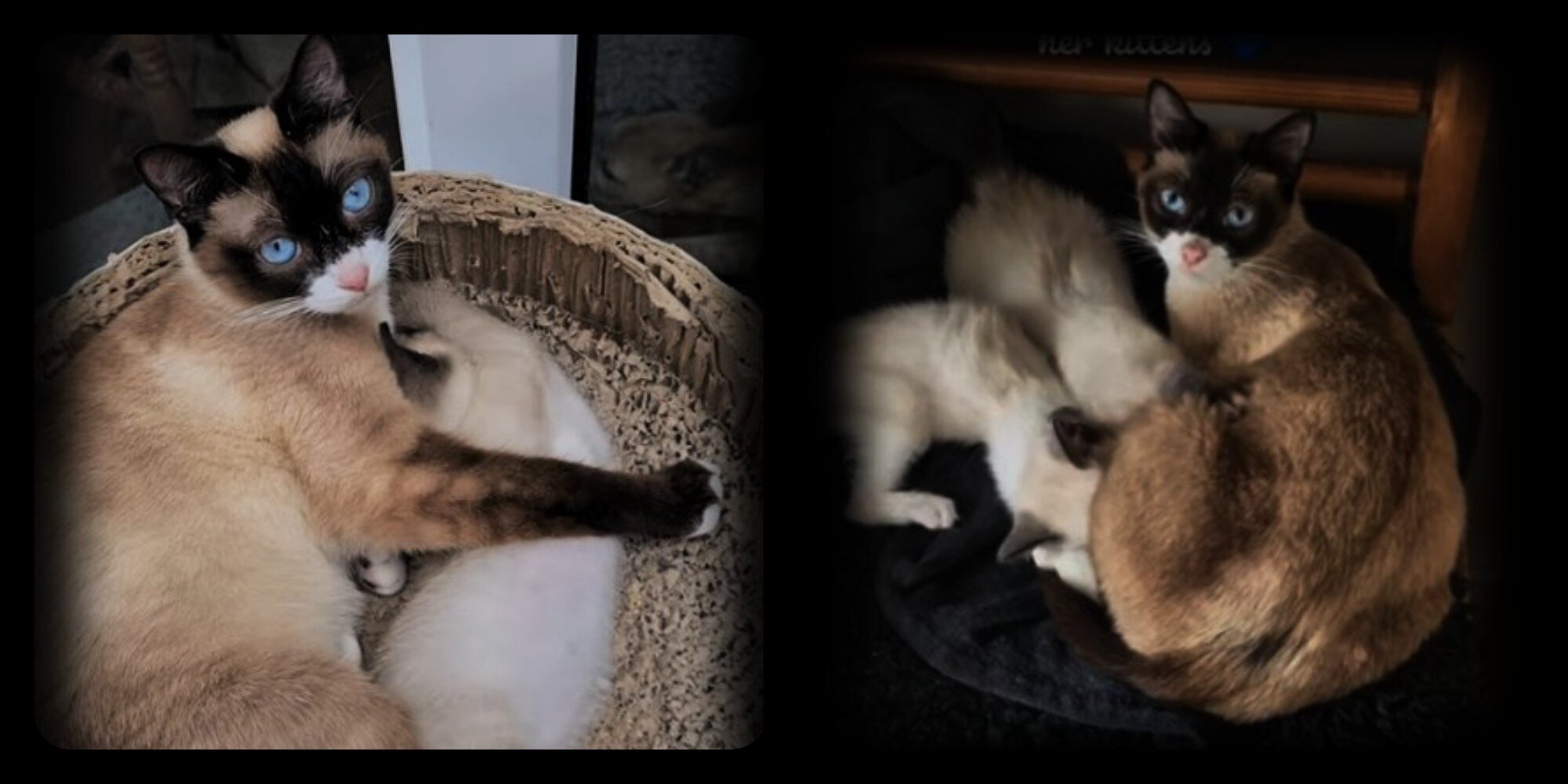 Snowshoe Kitten image 2