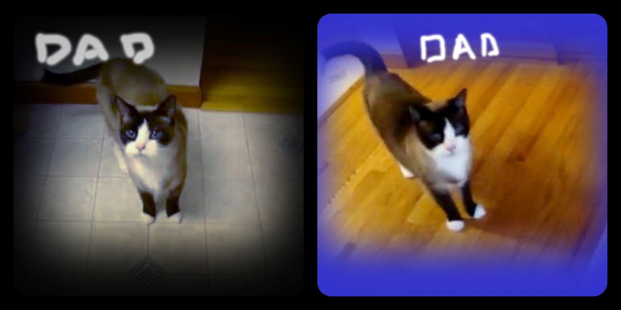 Snowshoe Kitten image 1