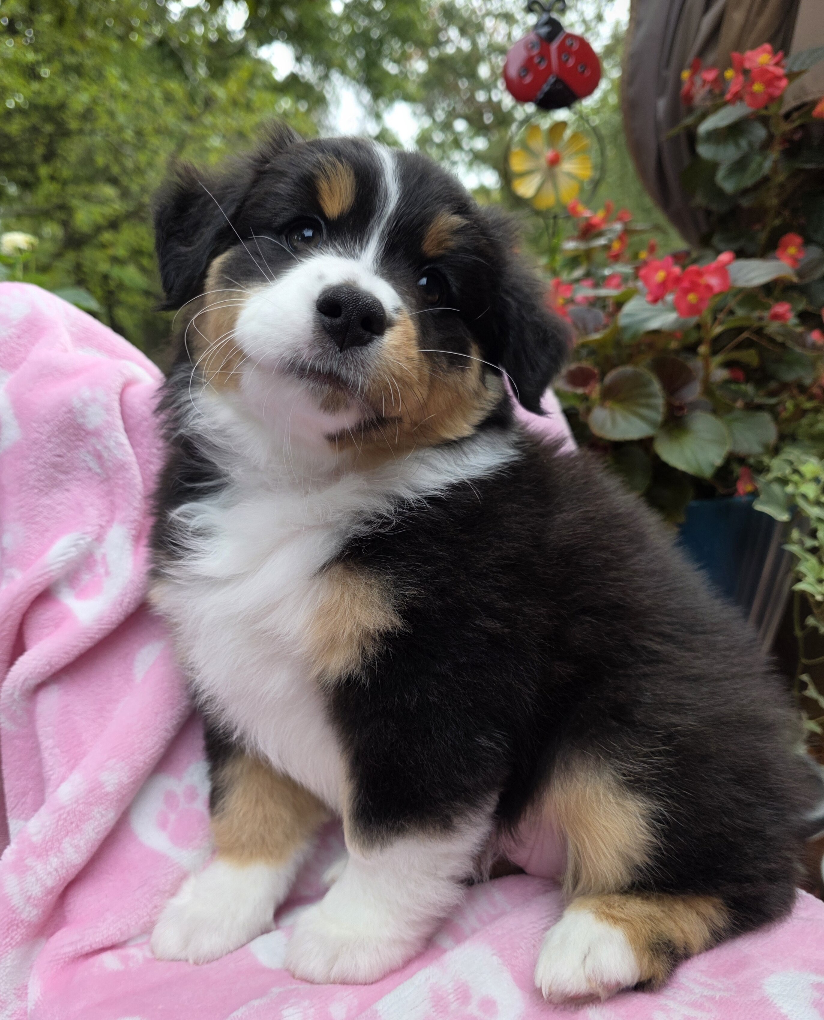 Miniature American Shepherds image 1