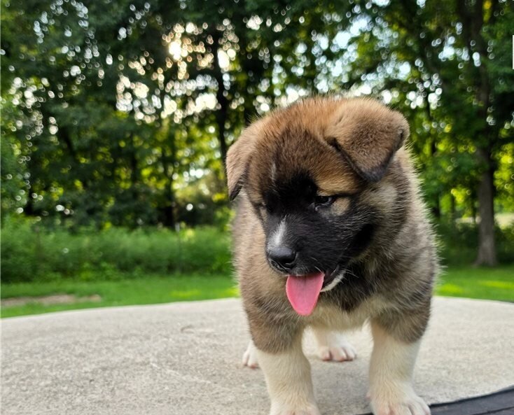 Akita Puppies Ready For Sale image 1