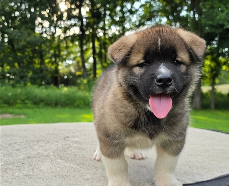 Akita Puppies Ready For Sale image 2