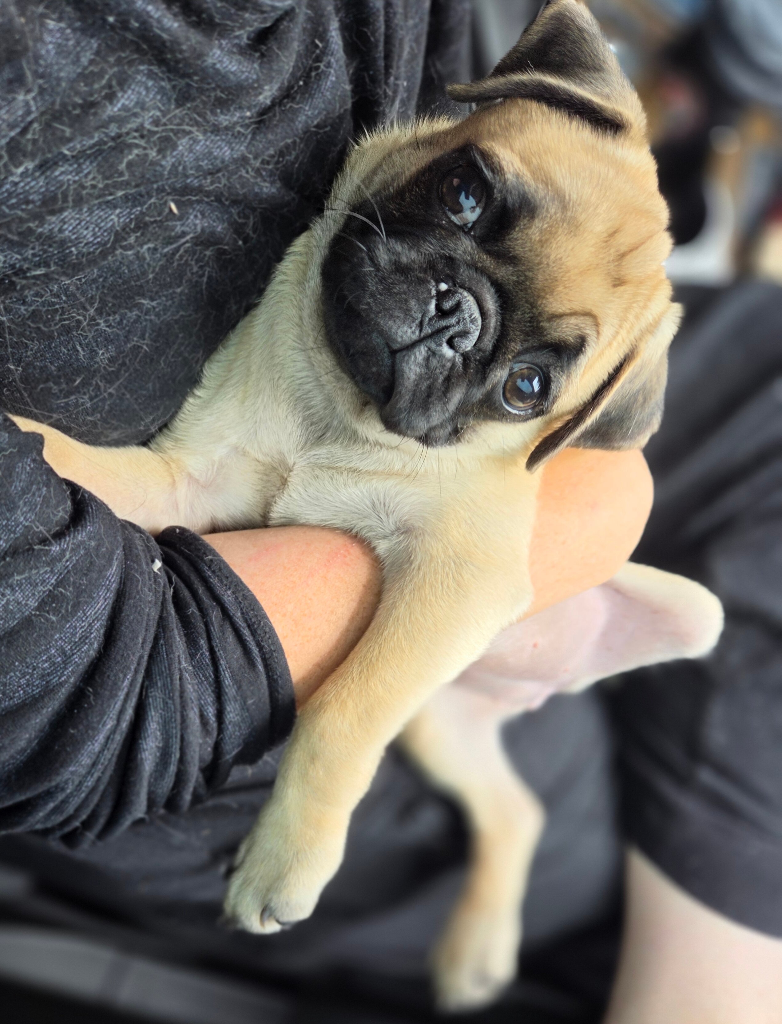 Lilly Girl | Fawn Pug Puppy image 1