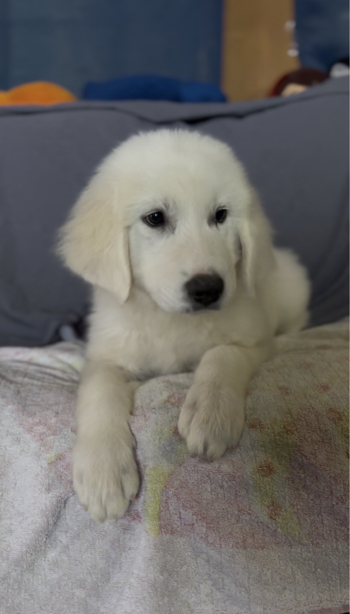 Female Great Pyrenees 🐾 image 1