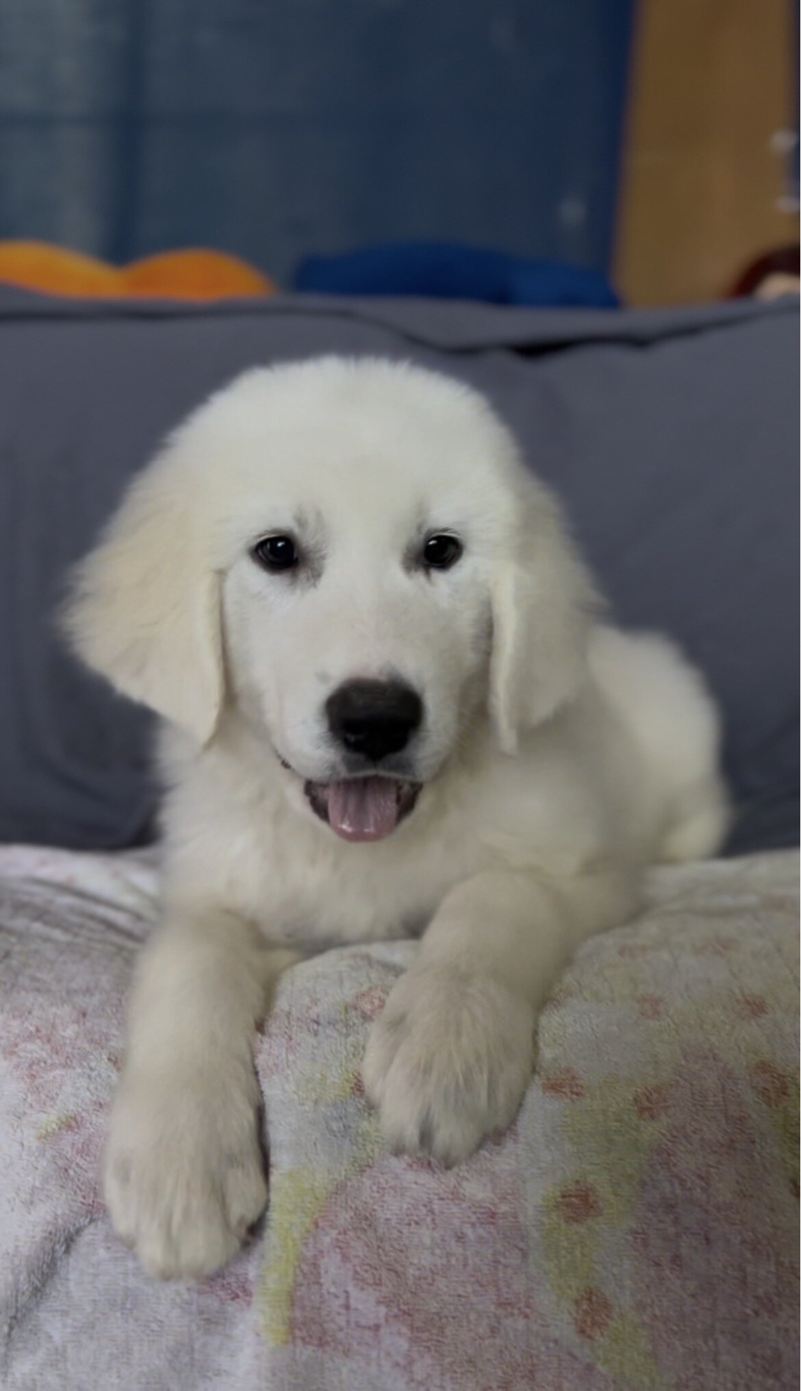 Female Great Pyrenees 🐾 image 2