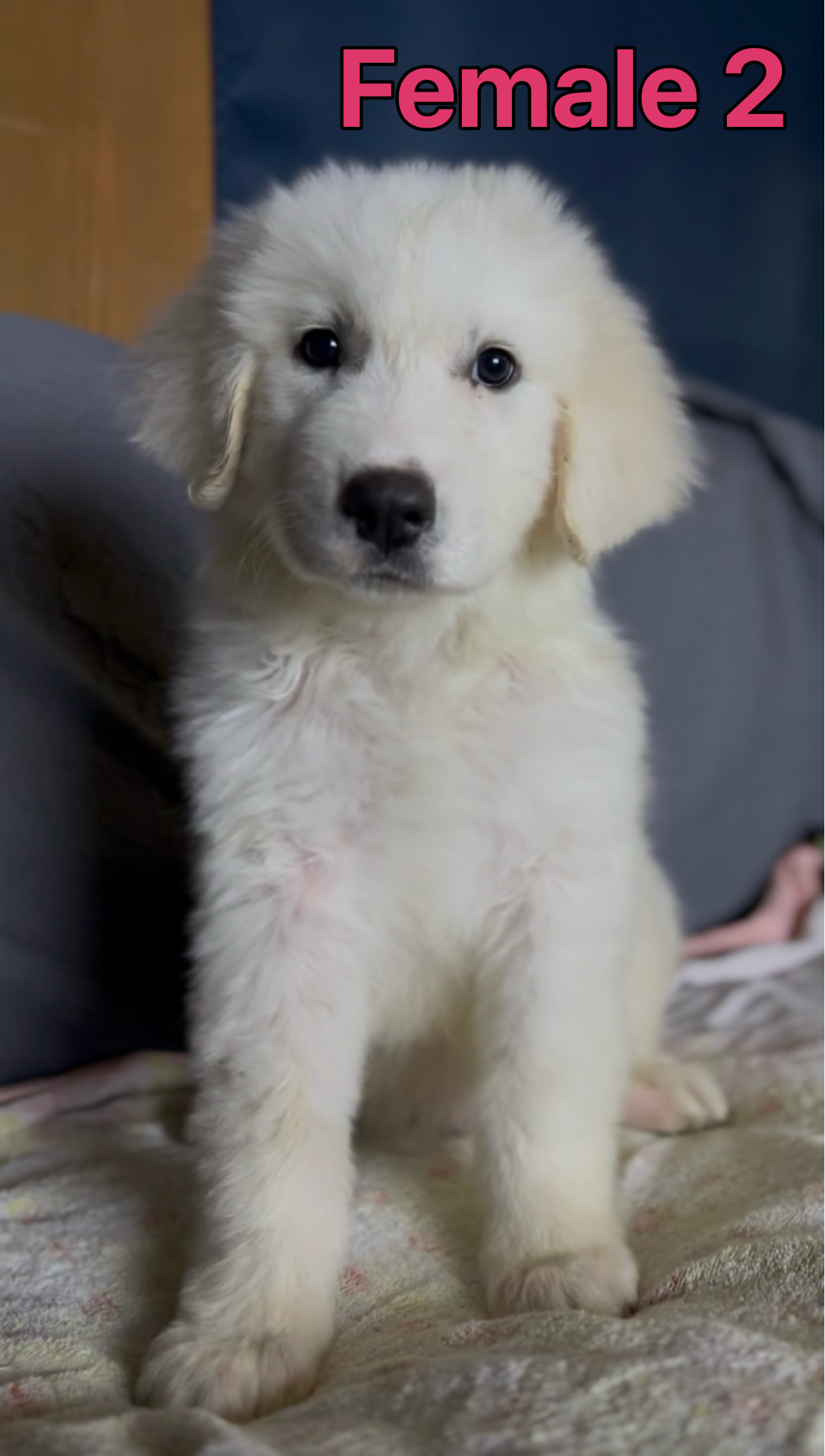 Female Great Pyrenees 🐾 image 2