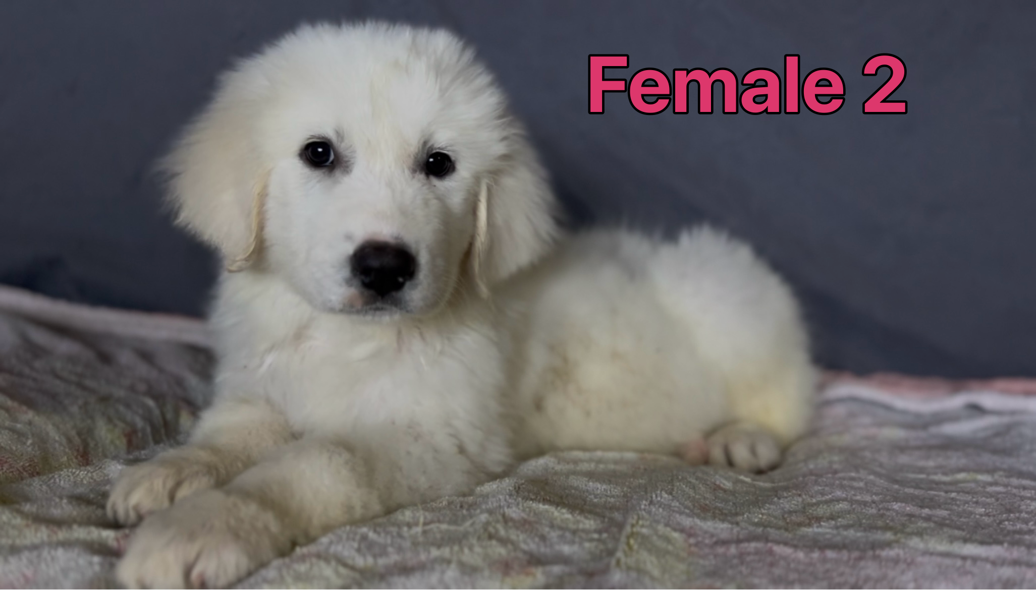 Female Great Pyrenees 🐾 image 1