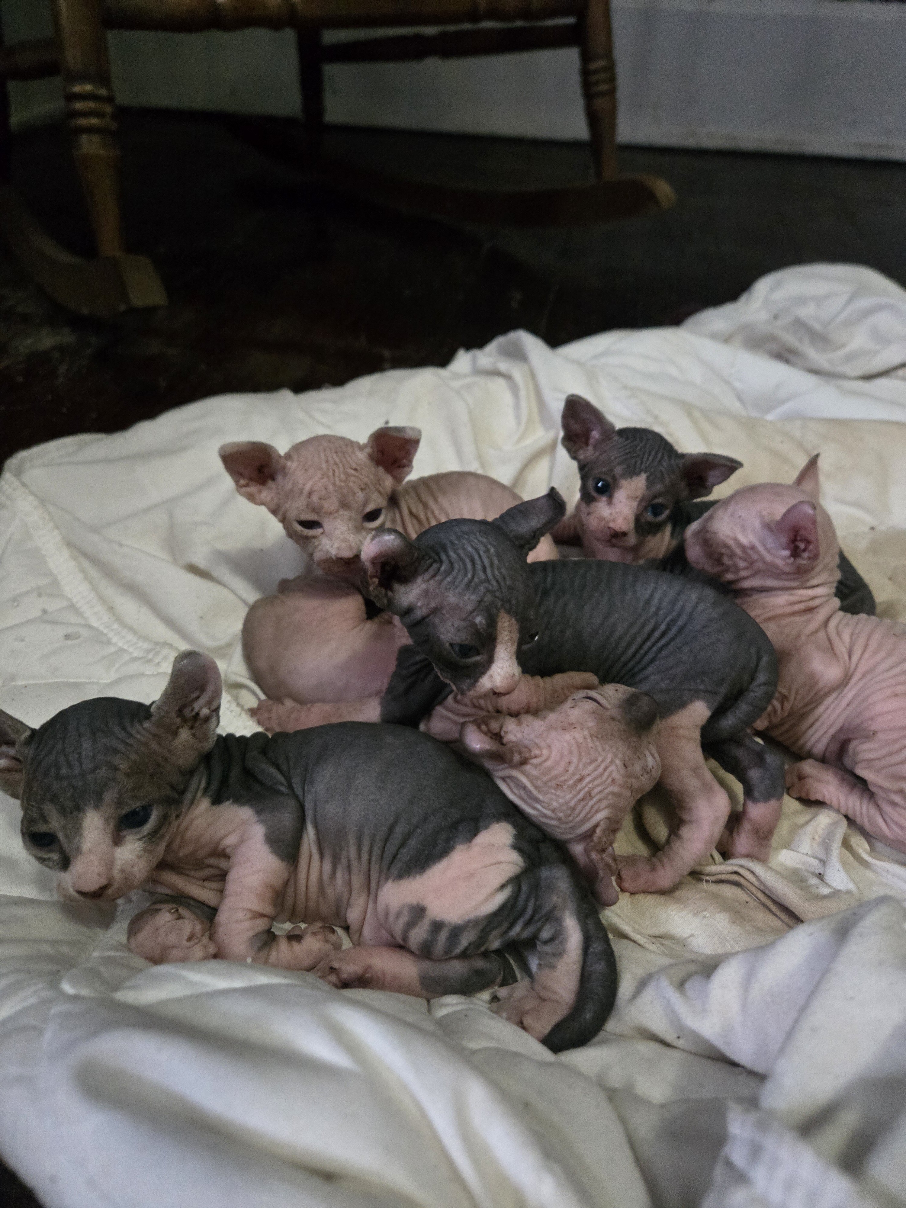Sphynx cat image 1