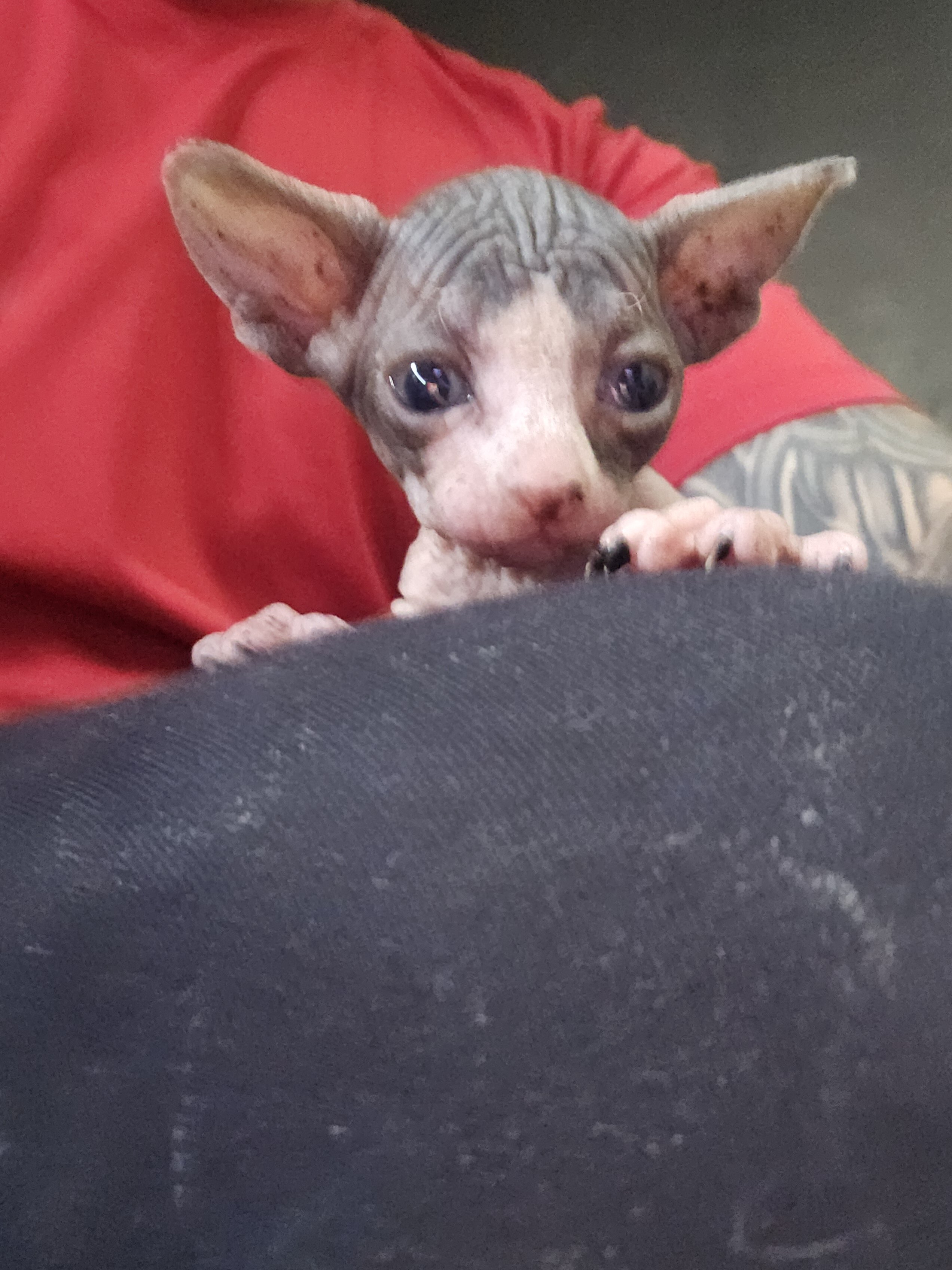 Sphynx cat image 2