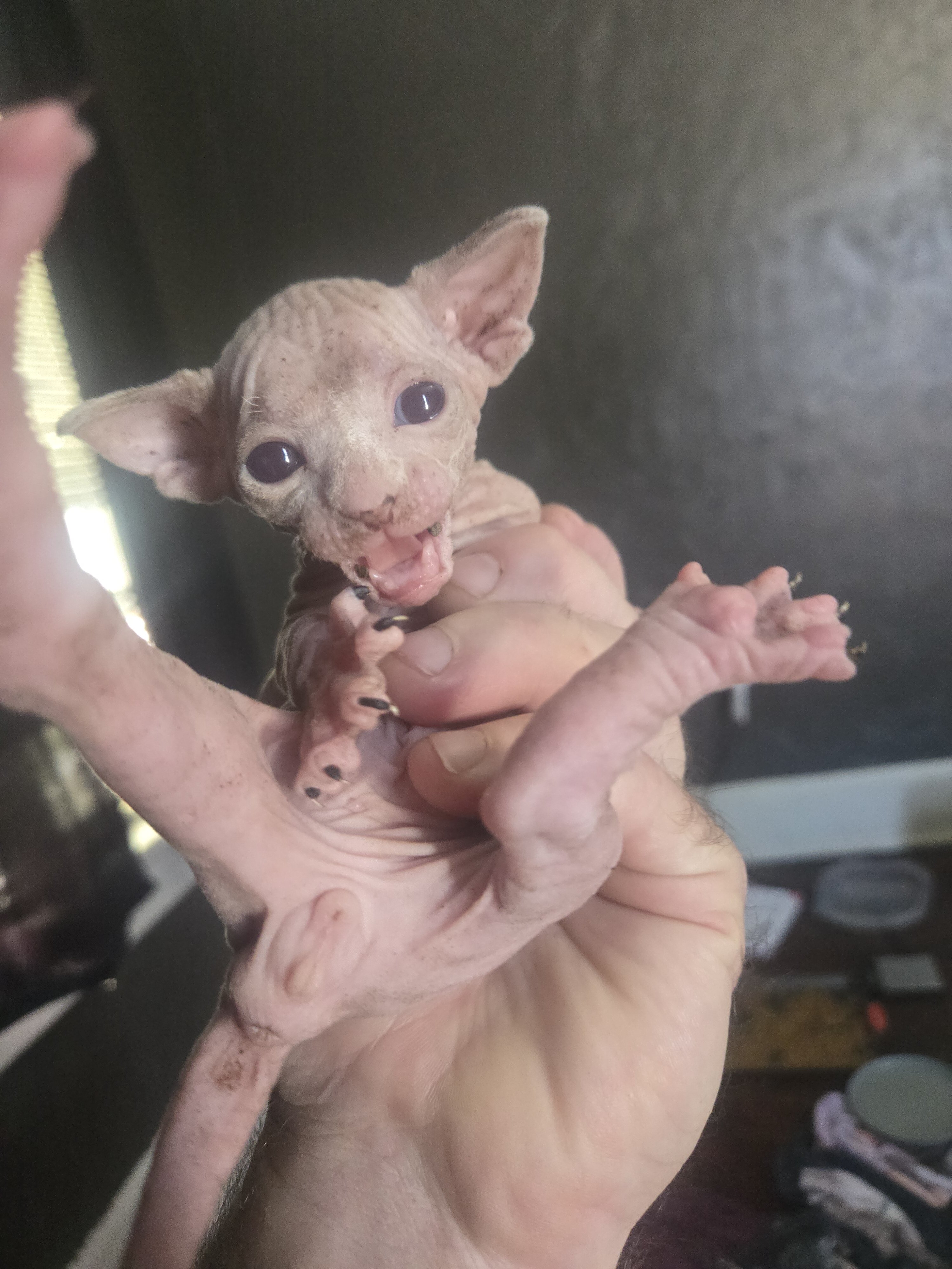 Sphynx cat image 3