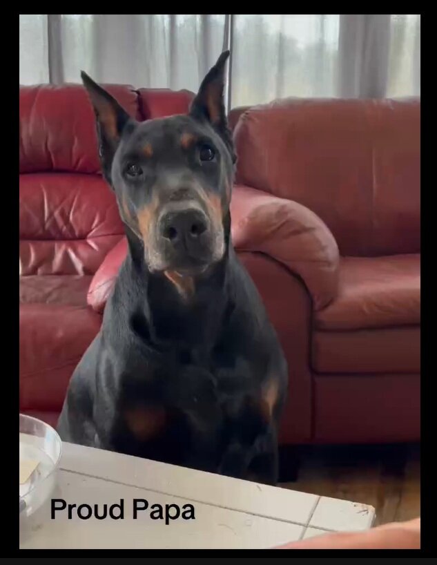 Doberman puppies image 2