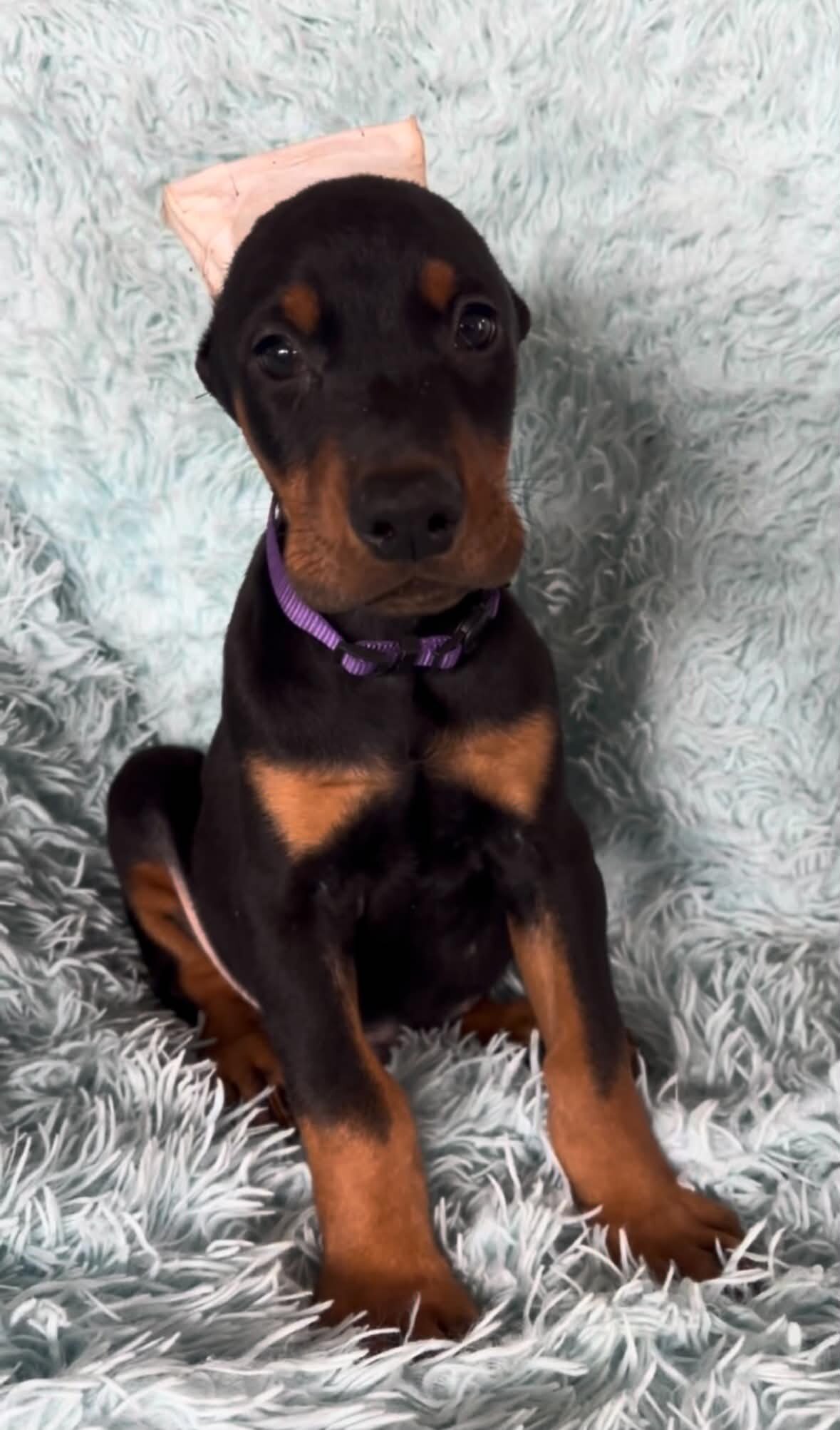 Doberman puppies image 4