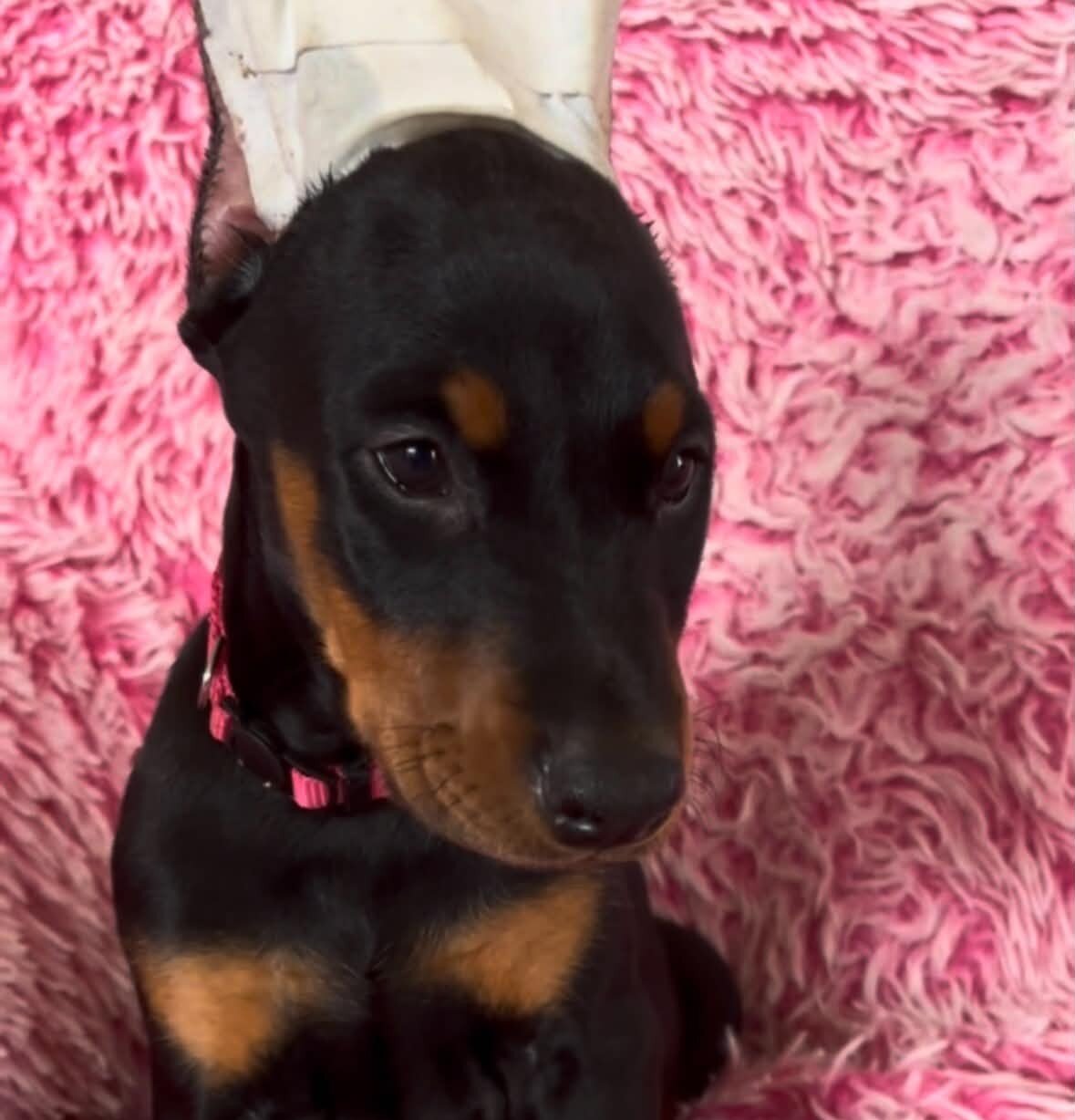 Doberman puppies image 5
