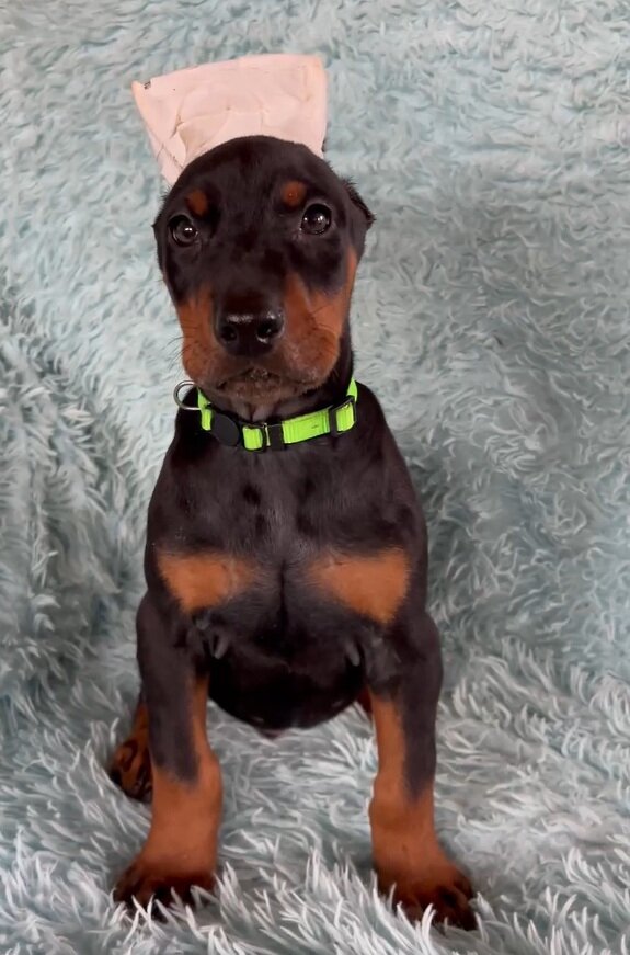 Doberman puppies image 1