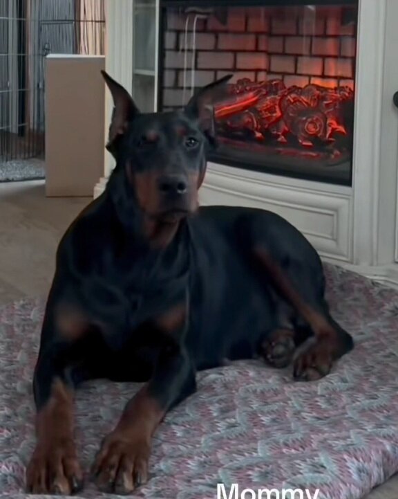 Doberman puppies image 3
