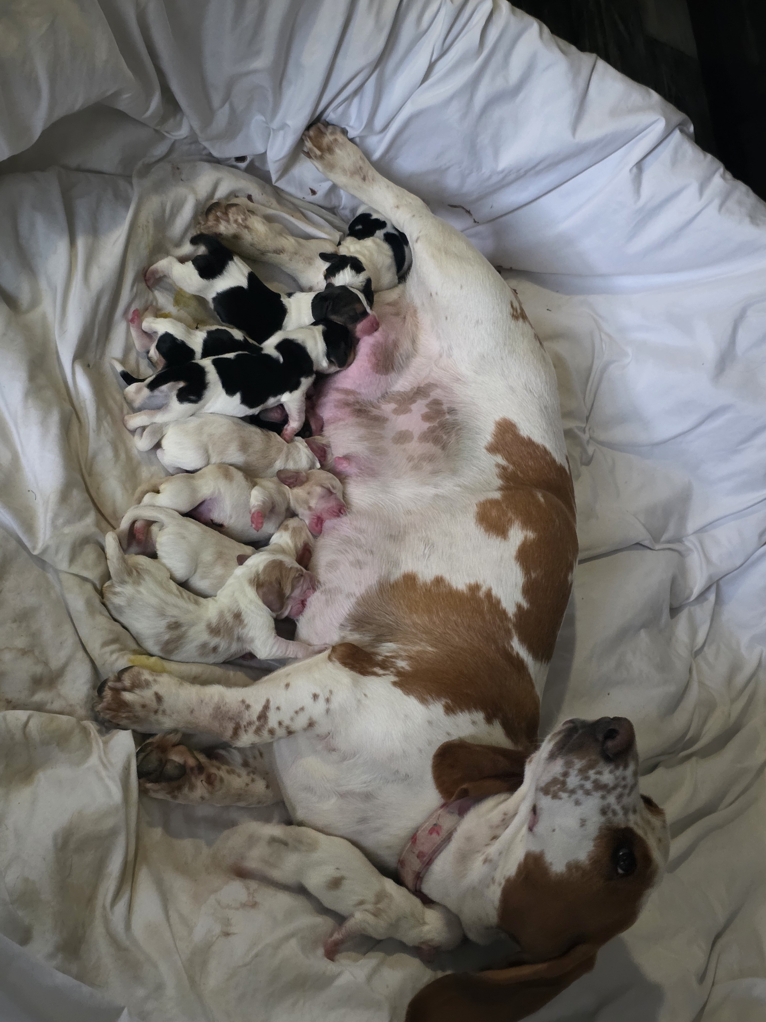 Bassett hound puppies image 7