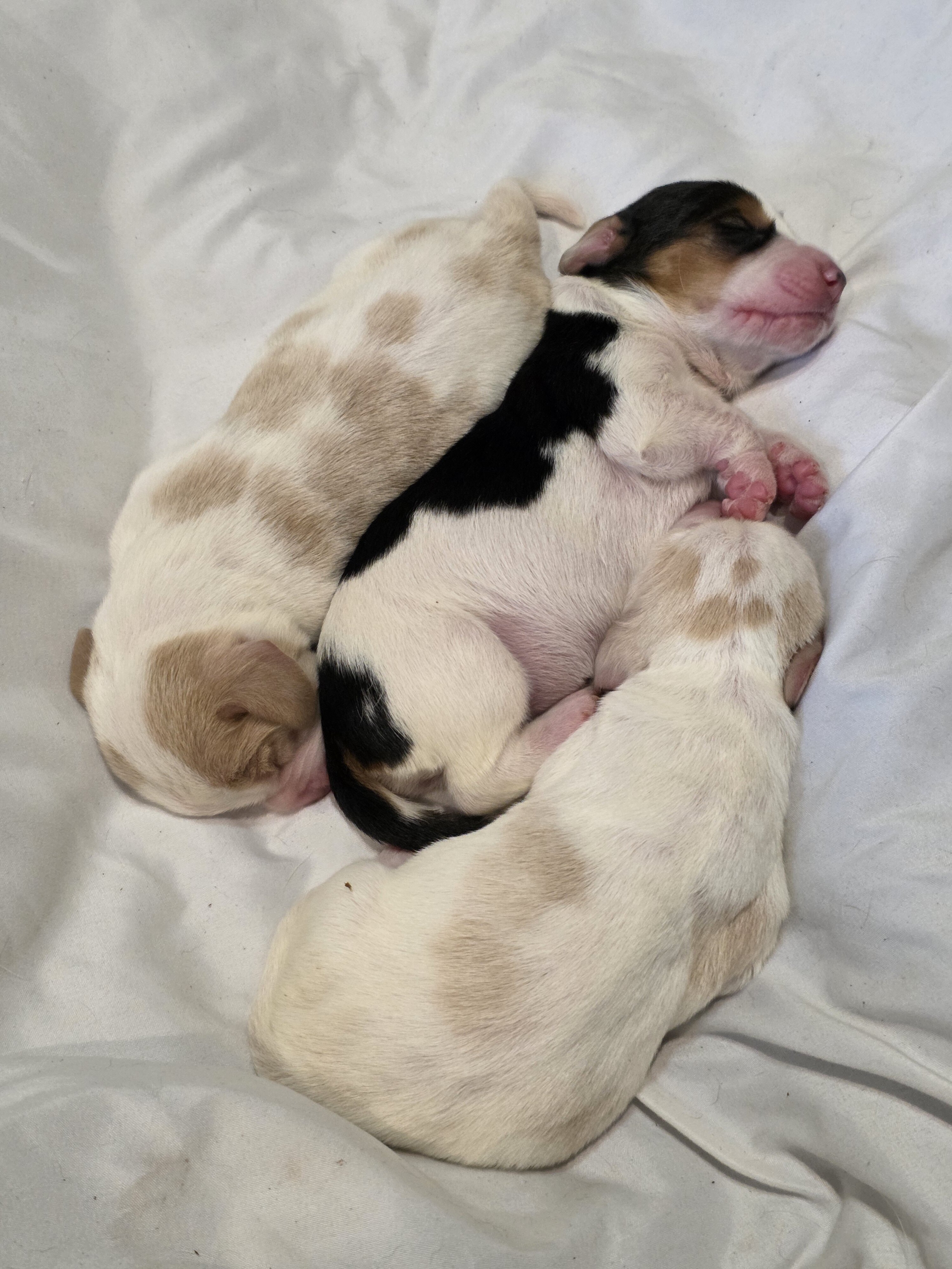 Bassett hound puppies image 1
