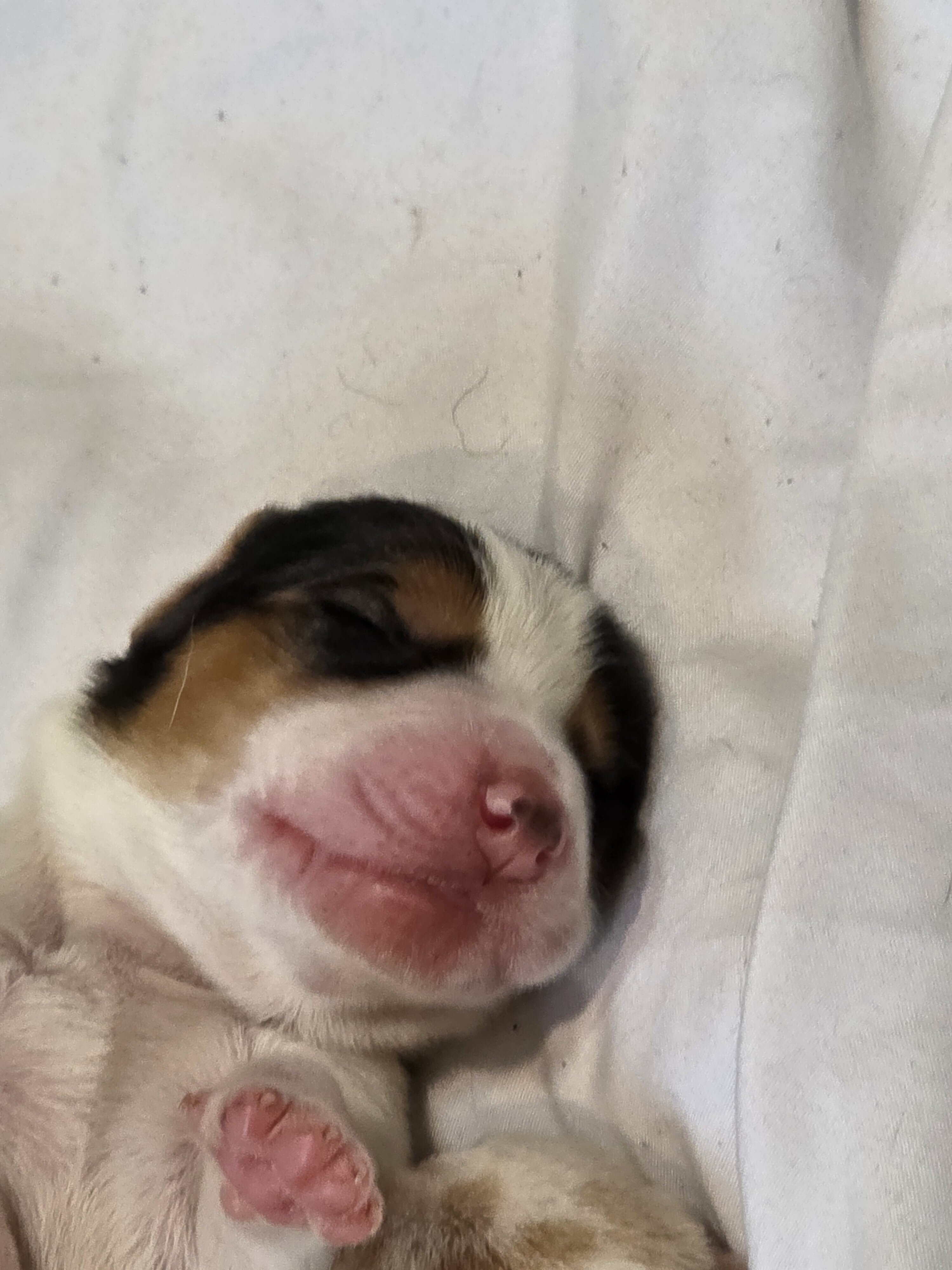 Bassett hound puppies image 2