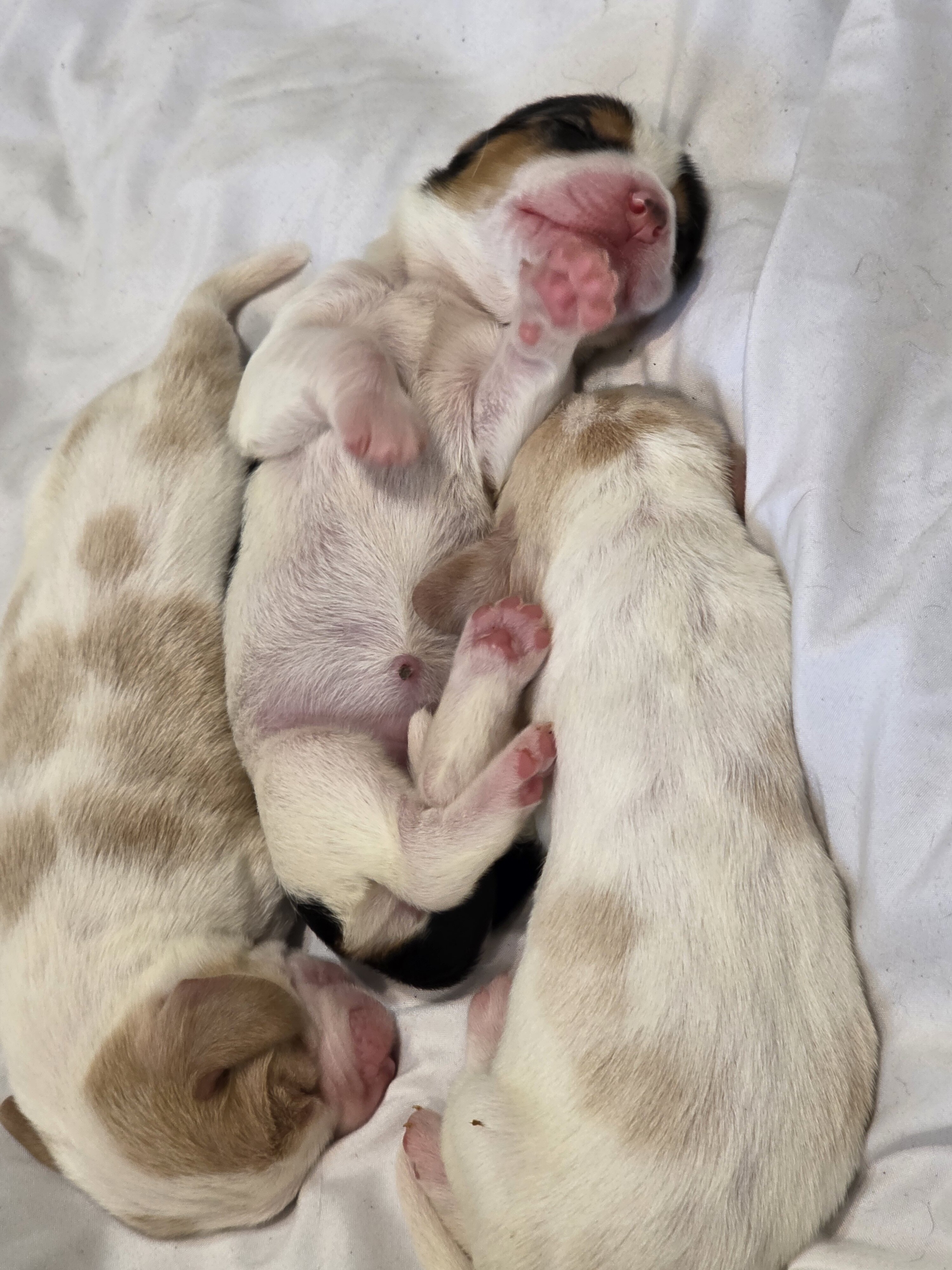 Bassett hound puppies image 3