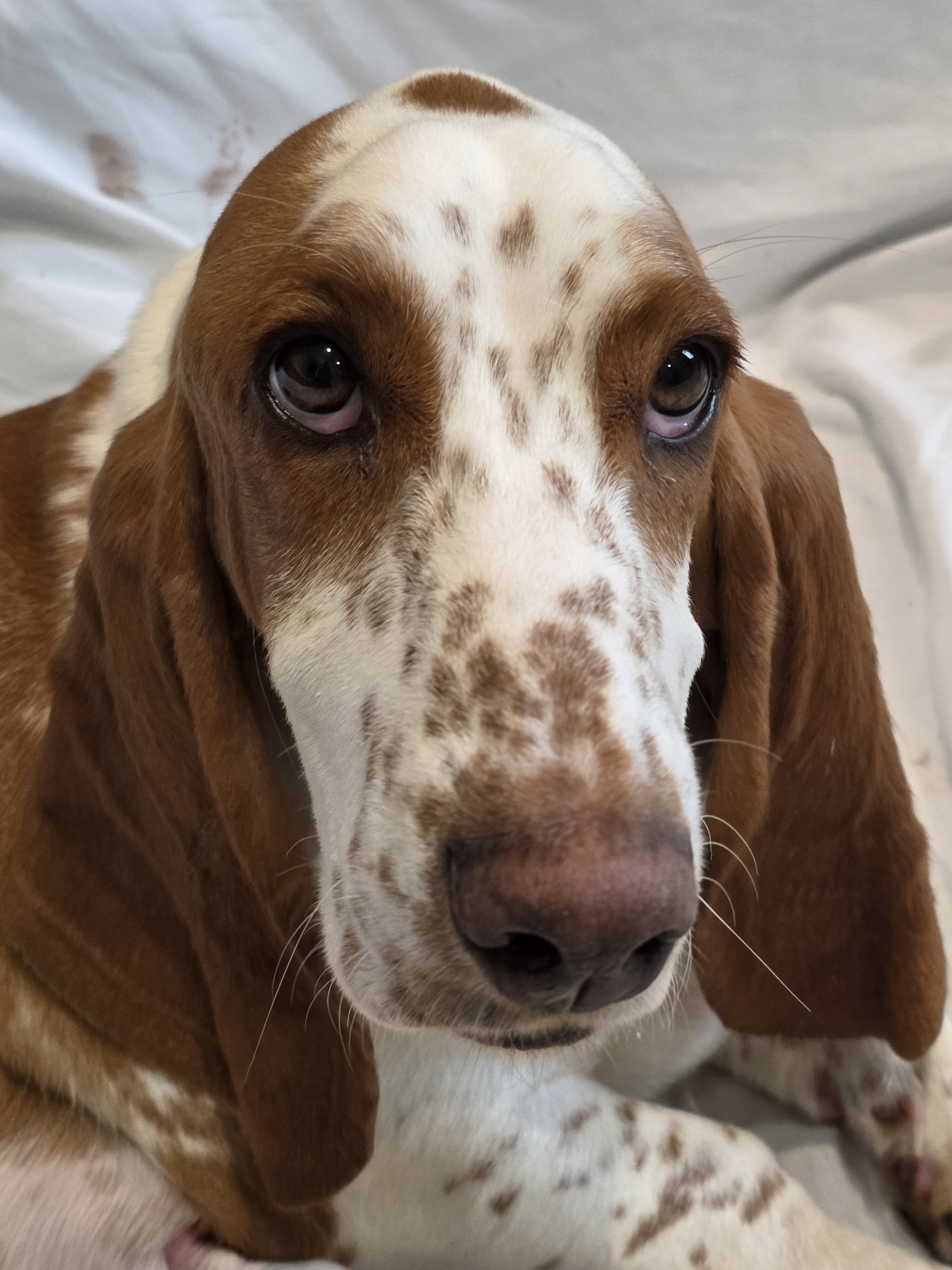Bassett hound puppies image 6