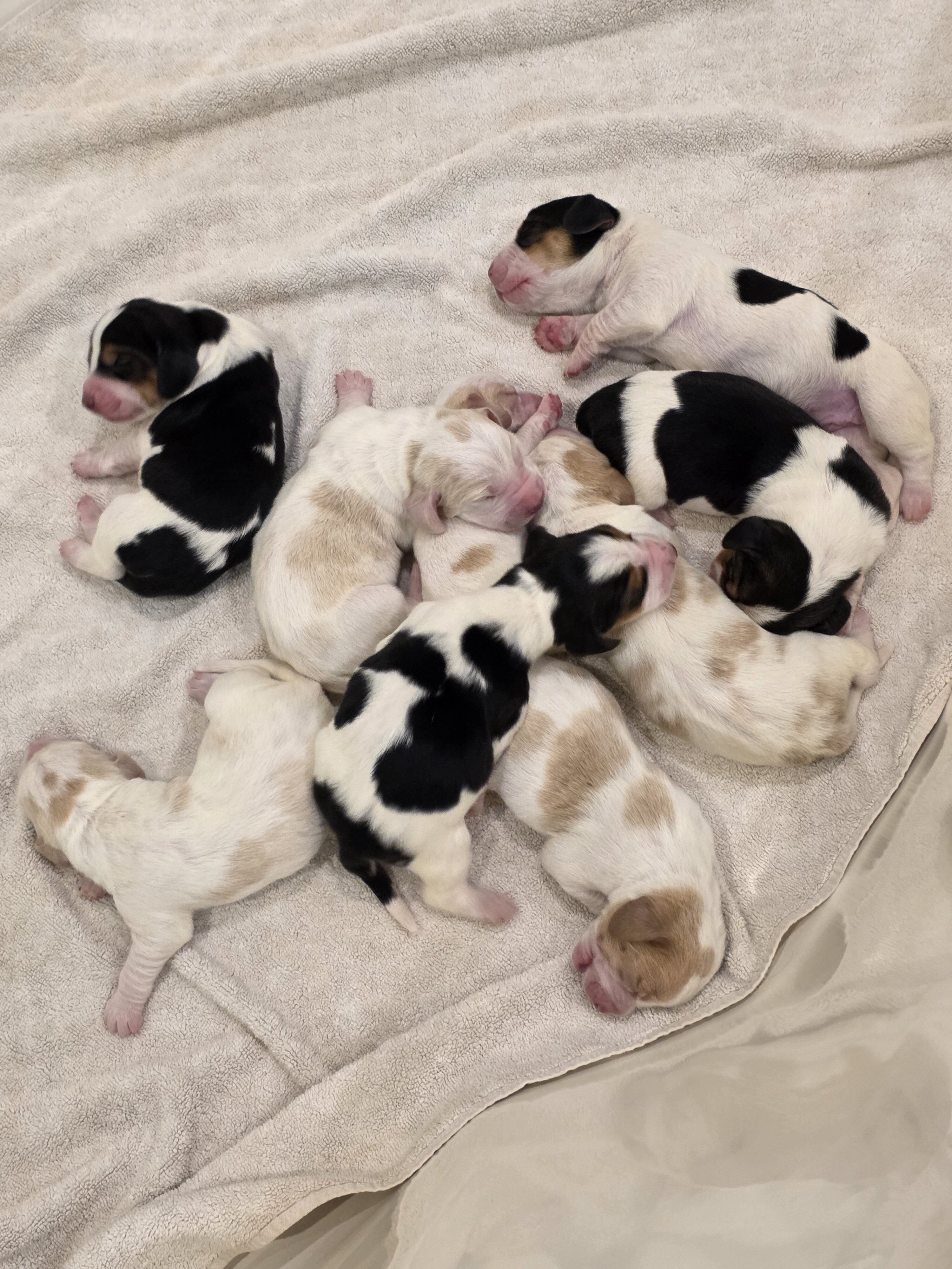 Bassett hound puppies image 4
