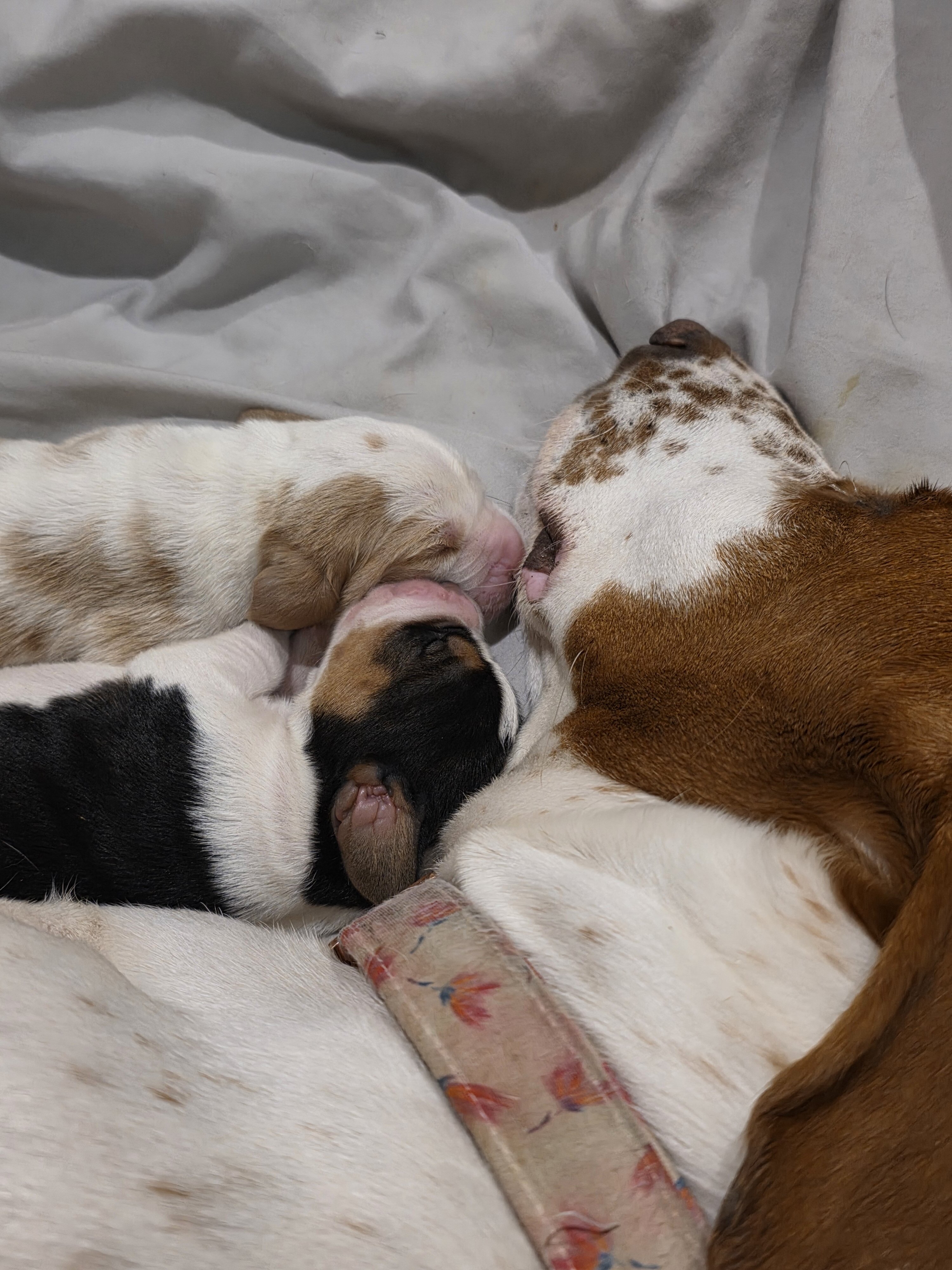 Bassett hound puppies image 5