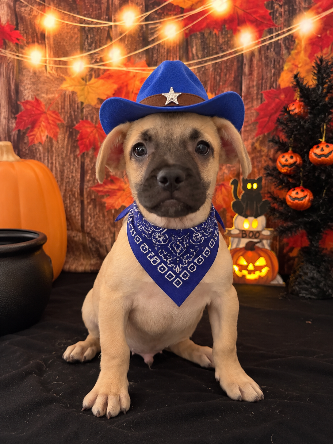 Frenchie Dachshund “French Bull Weenie” Boy image 1